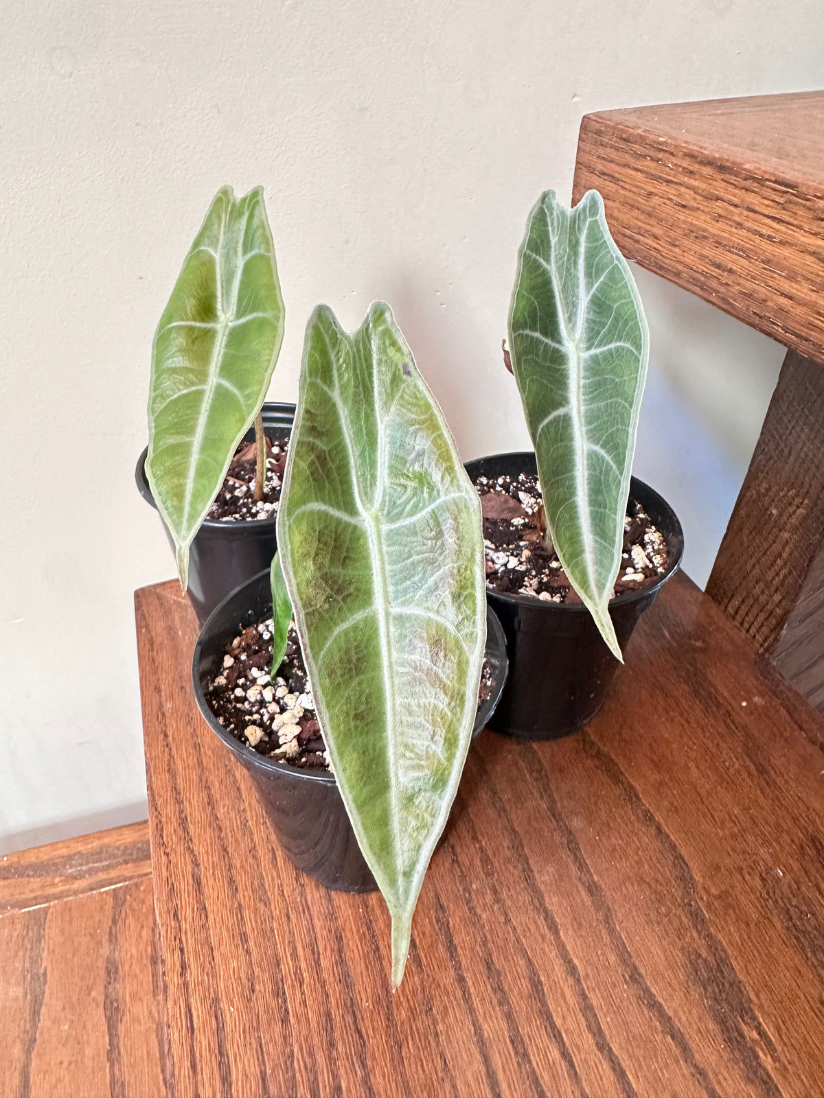 Alocasia Longiloba ‘Purple’