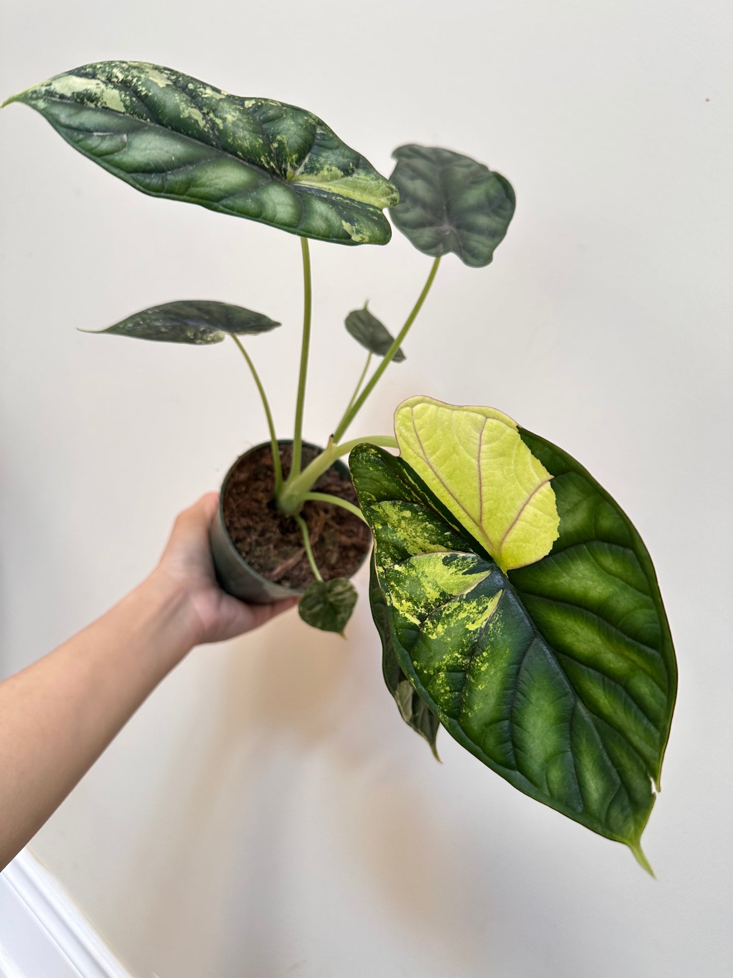 Alocasia Dragon Scale Variegated - Labour Day Sale ❤️🔥