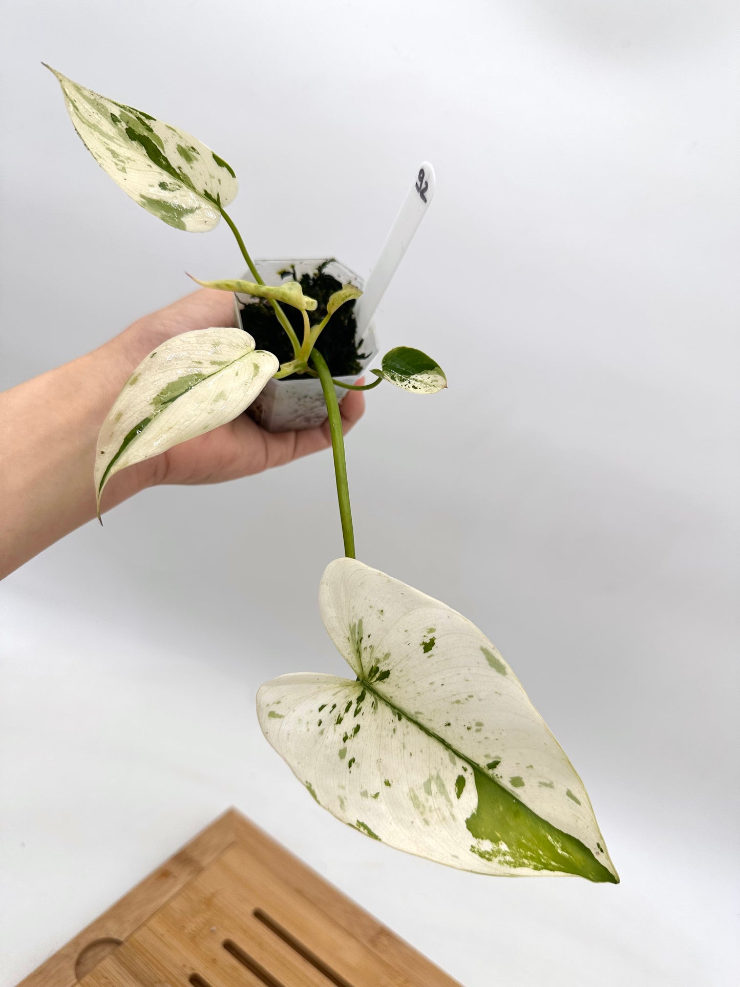 Philodendron Ilsemanii - Grown From Top Cutting 092