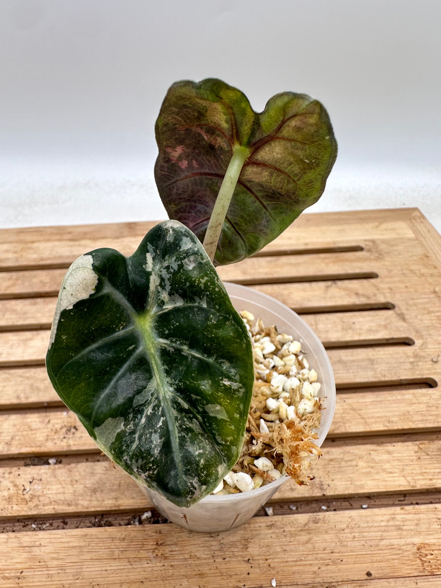 Alocasia Heart Balloon Variegated - August Sale
