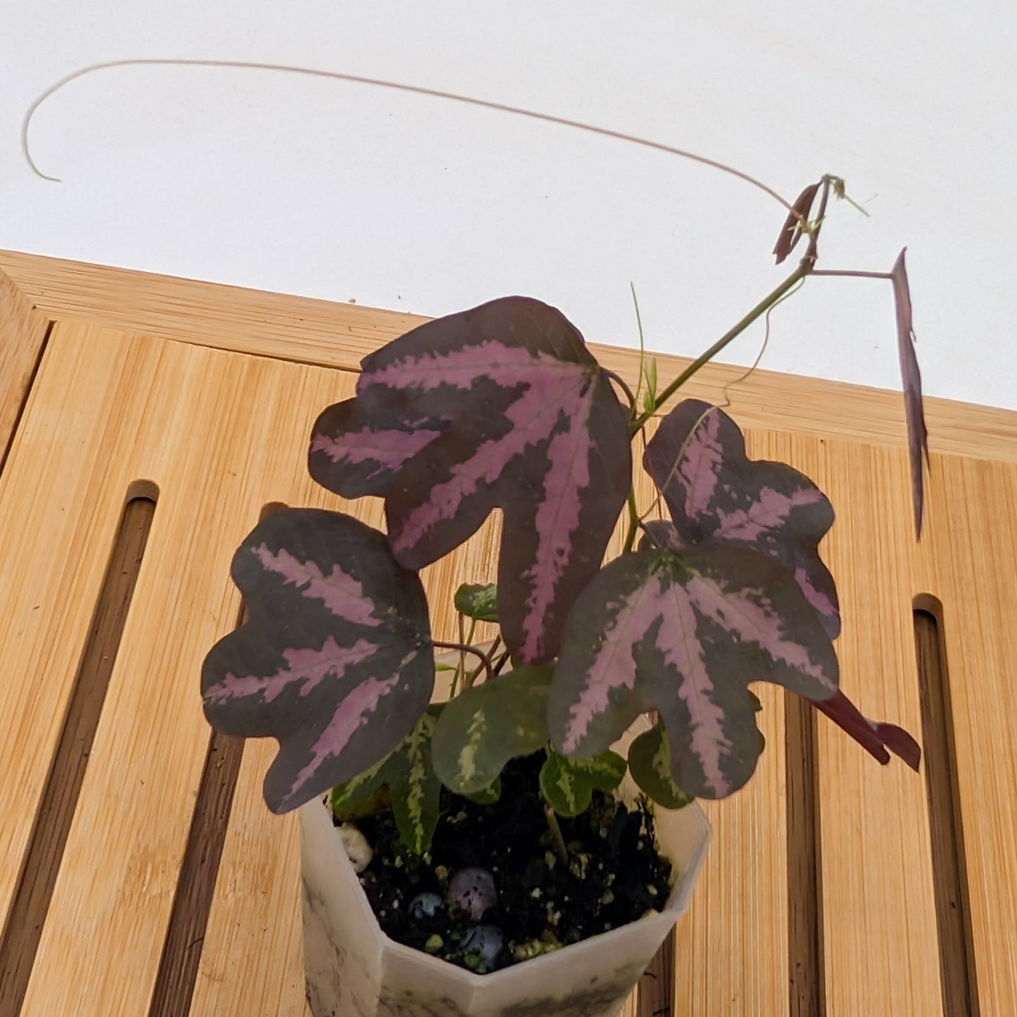 Passiflora Trifasciata Purple - multiple plants in pot