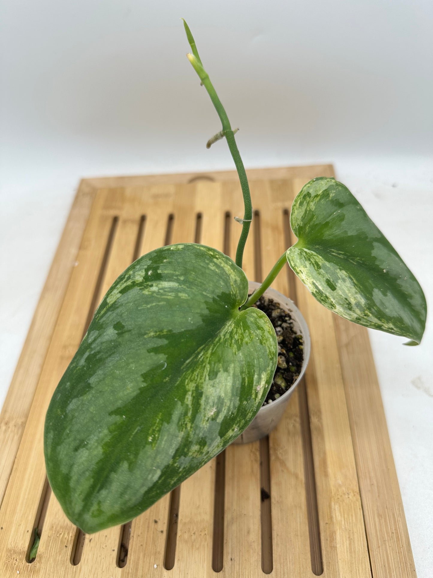 Scindapsus Hologram Variegated