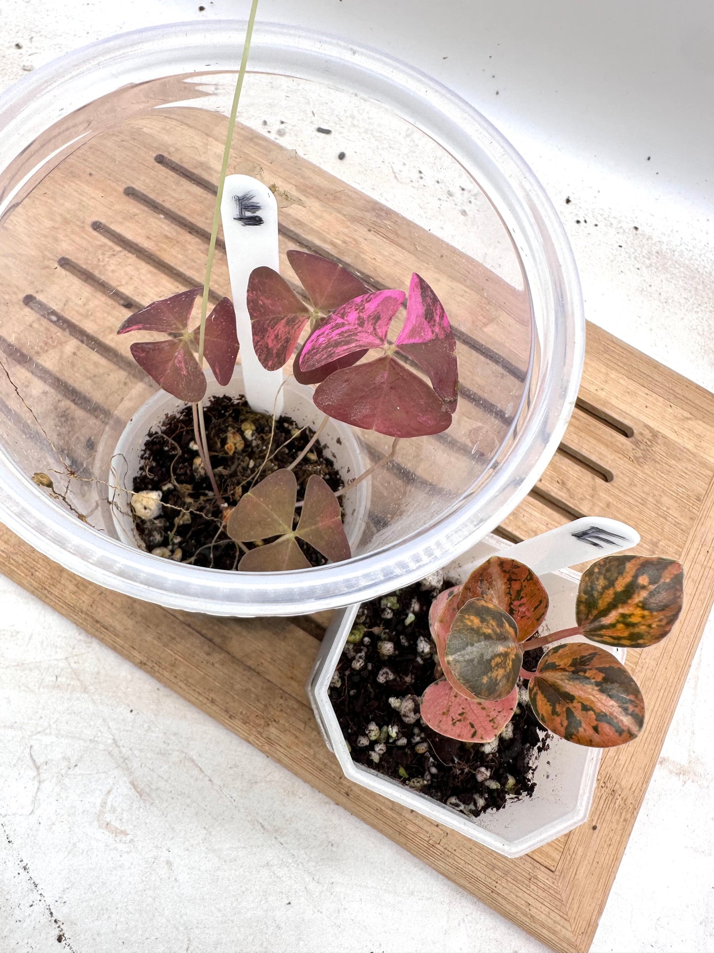 Combo Sale - Oxalis Triangularis Pink Variegated & Peperomia Metallica Orange Variegated