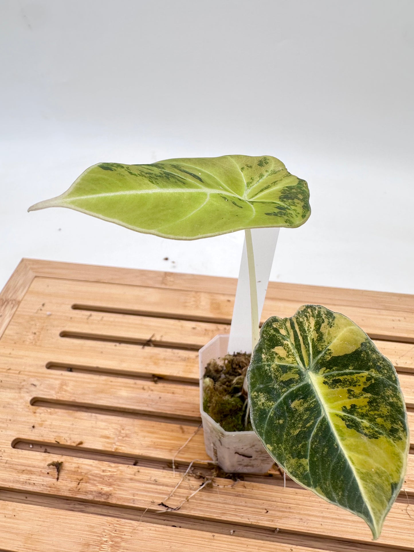 Alocasia Black Velvet Gold Variegated