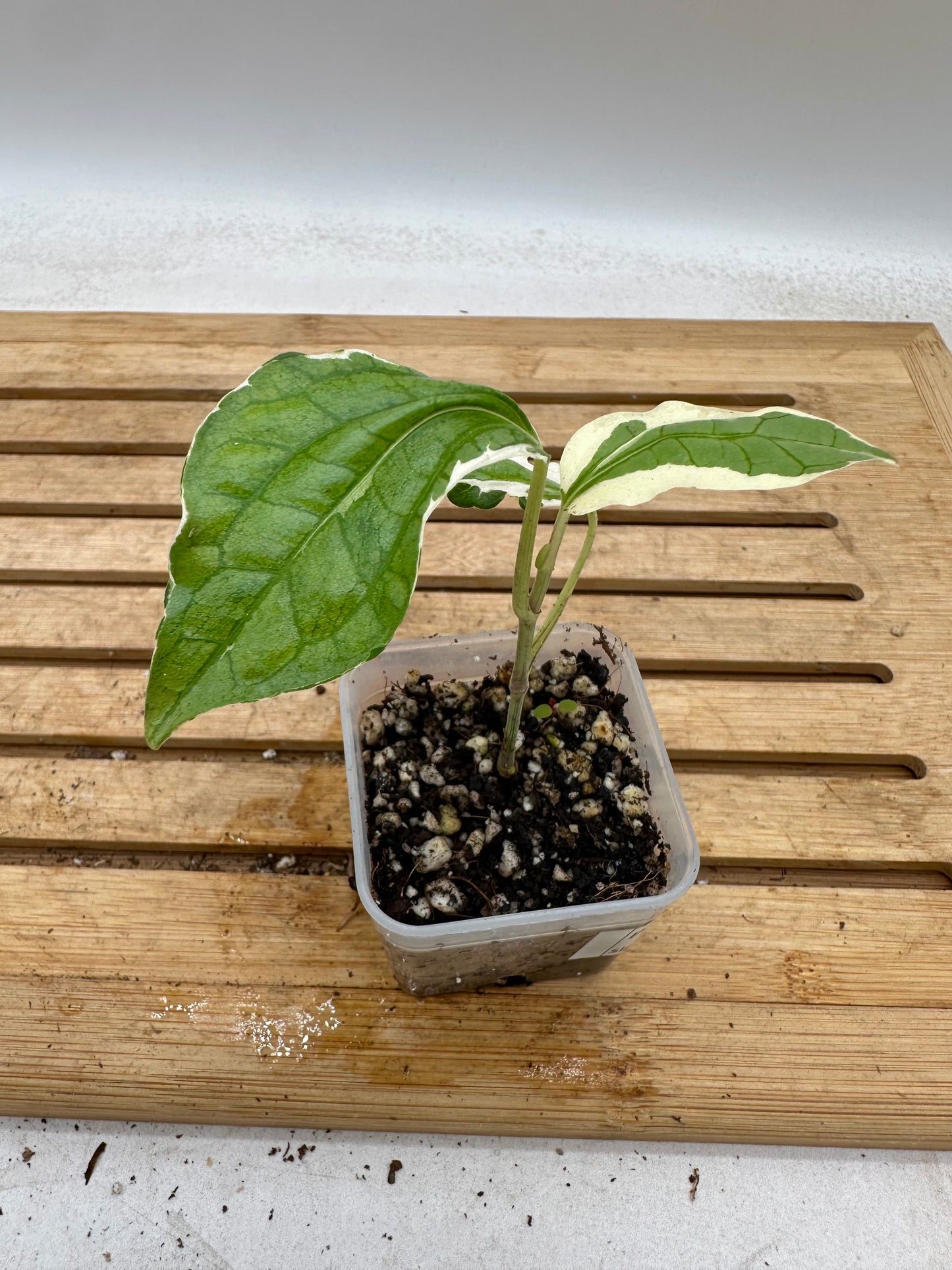 Piper Sarmentosum Variegated - August Sale