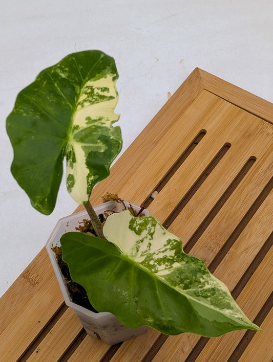 Alocasia Low Rider Albo Variegated