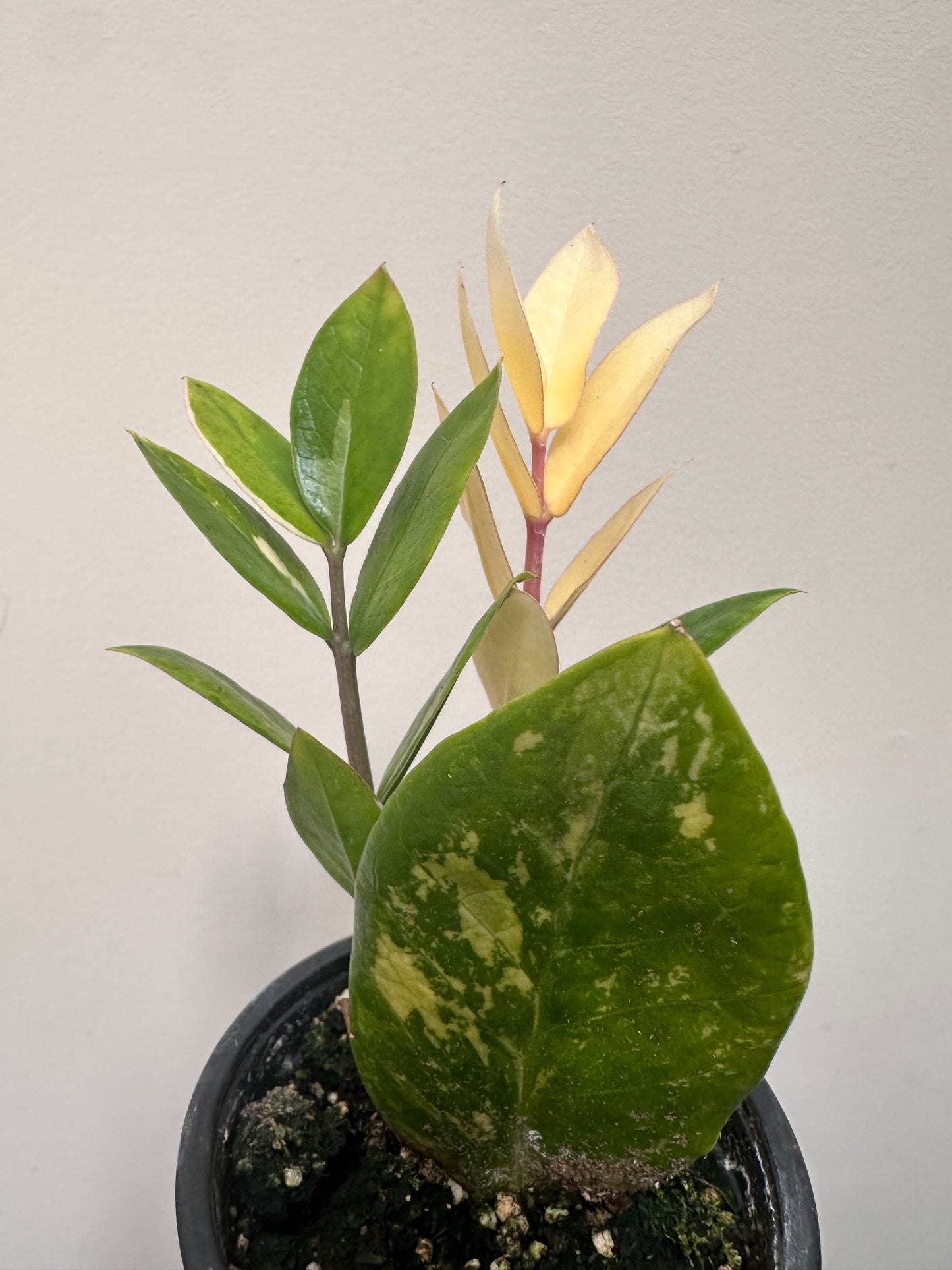 Variegated Zz