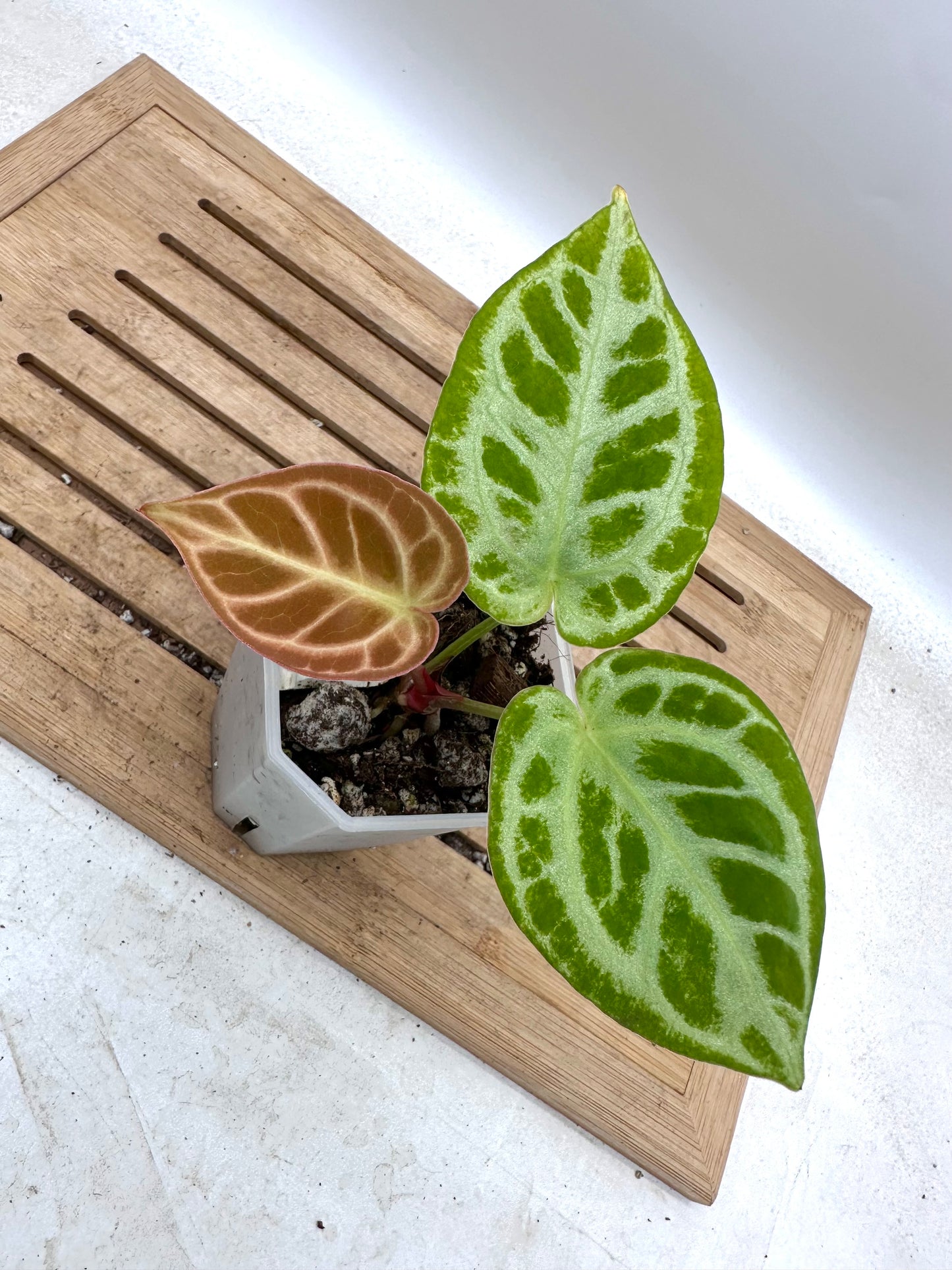 Anthurium Red Tiger Mutant - Thanksgiving Sale 💚