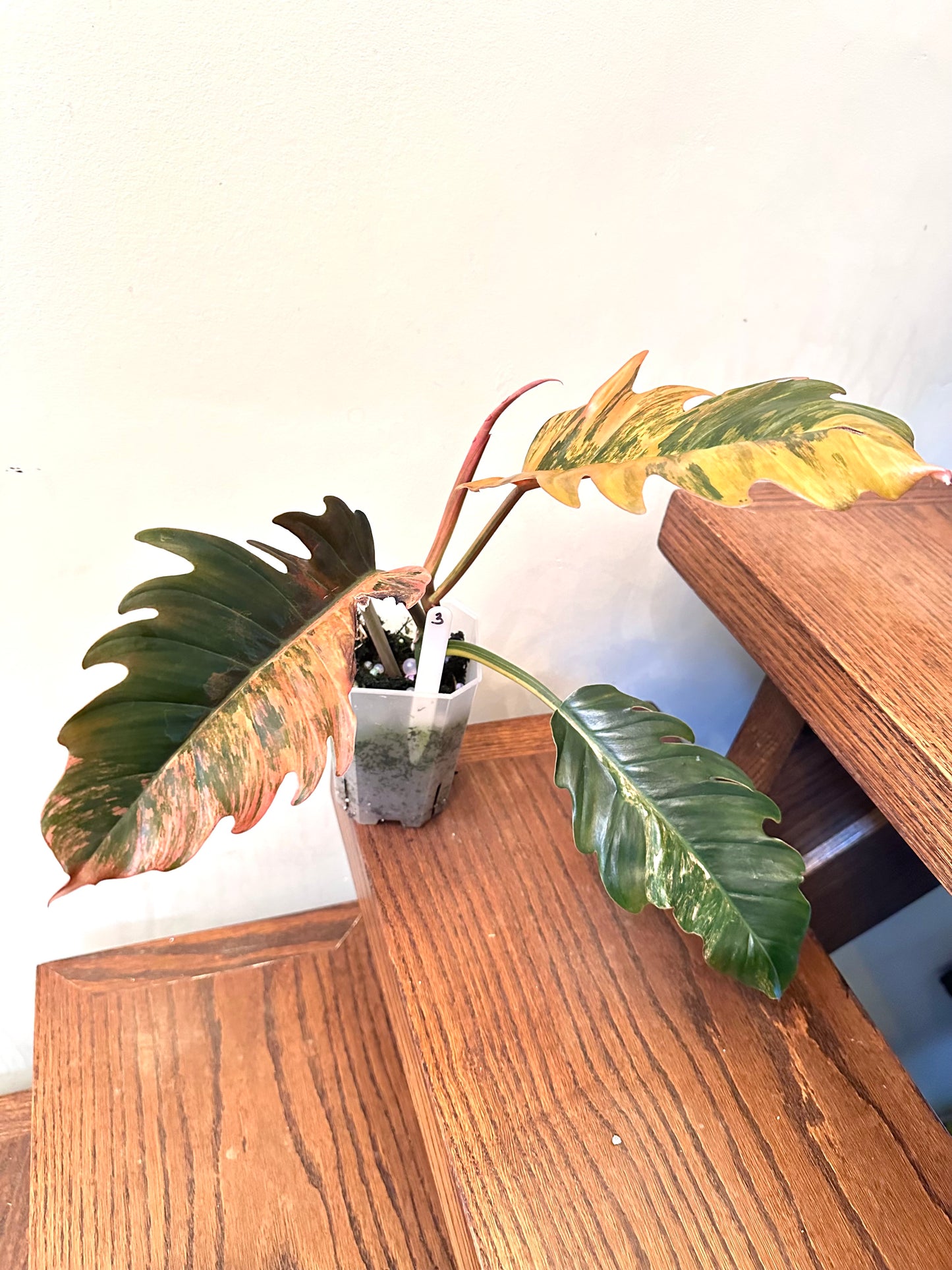 Philodendron Caramel Marble 03 - Grown From Top Cutting