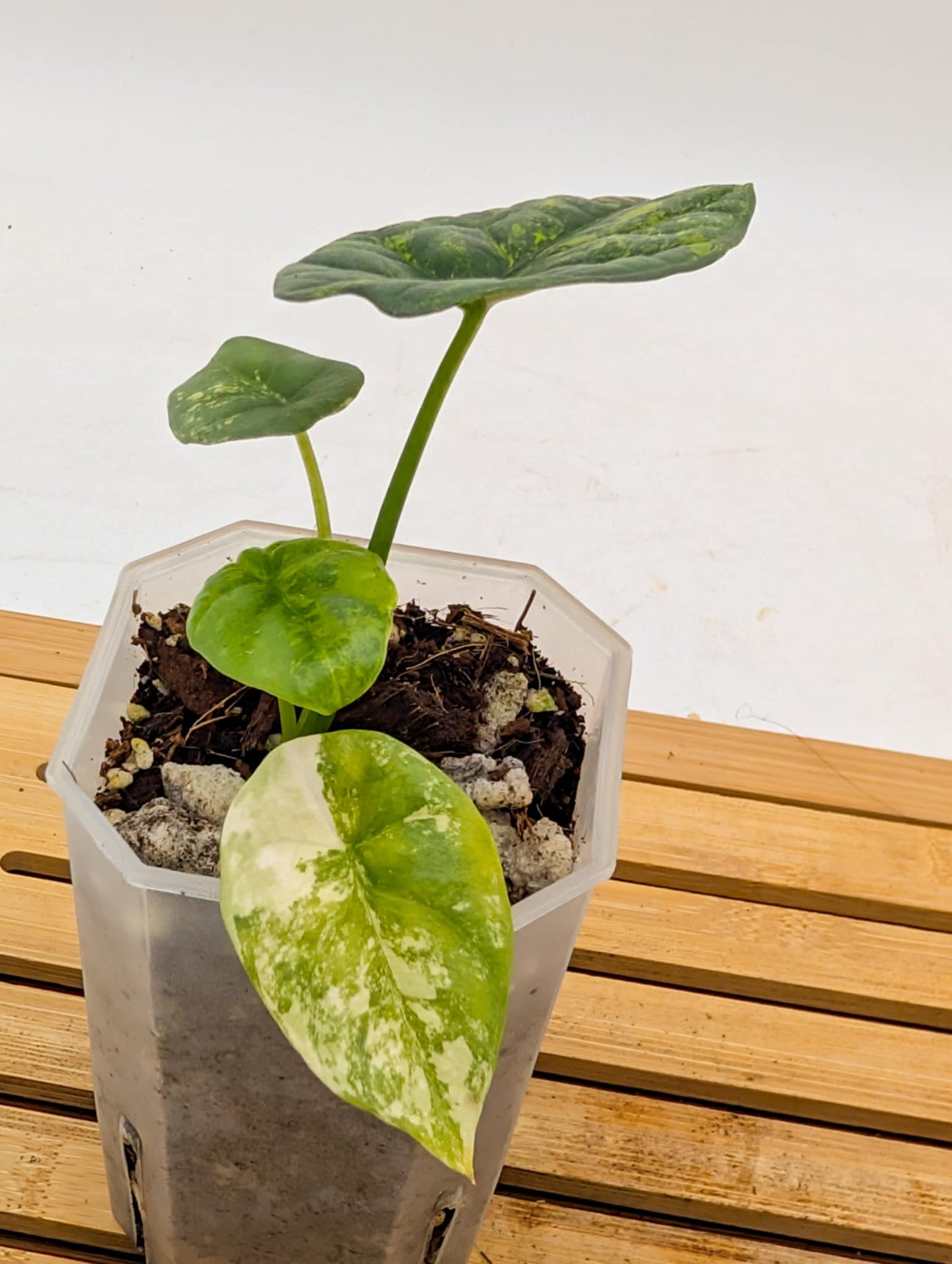 Alocasia Sinuata Aurea Variegated