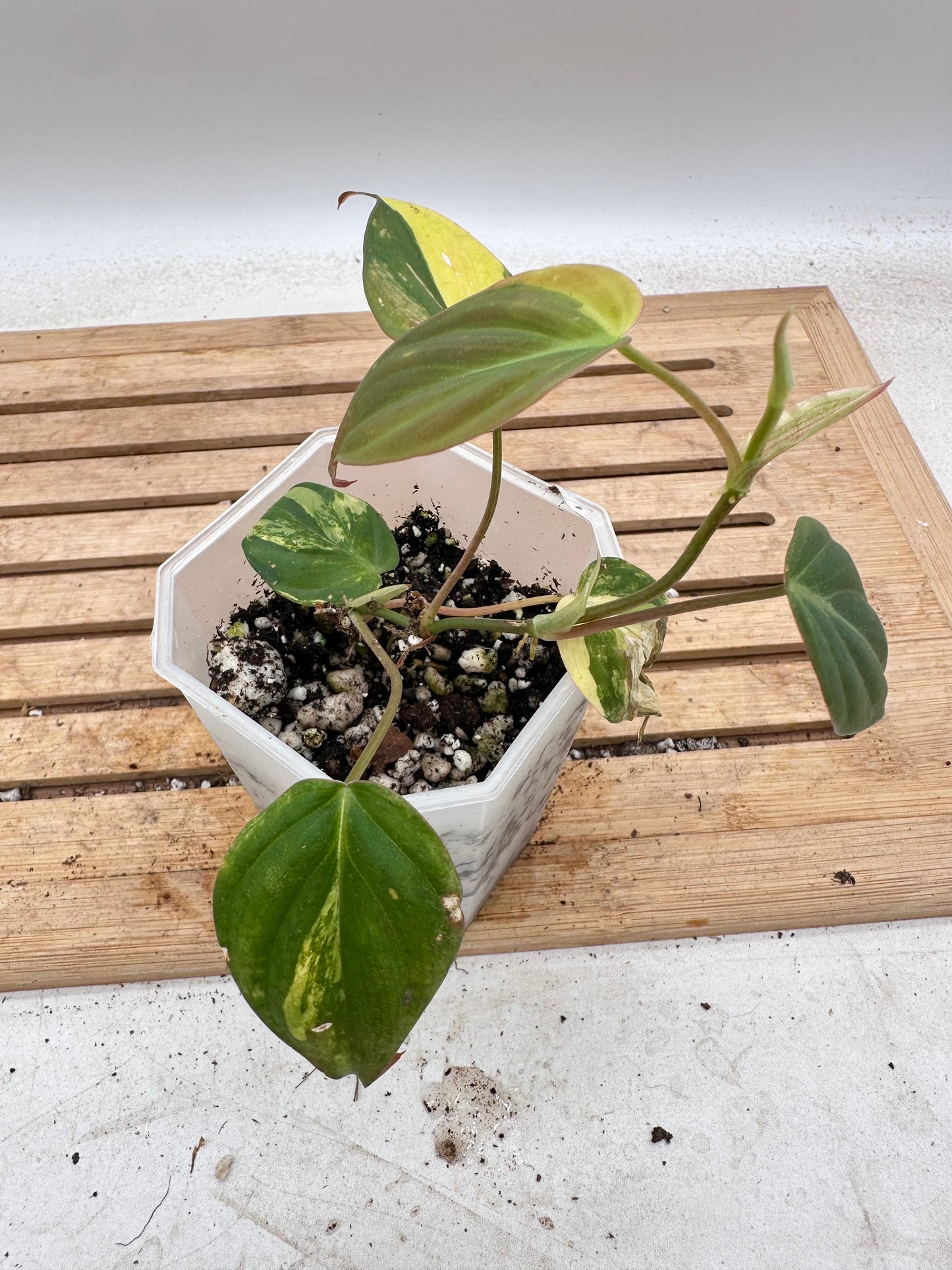 Philodendron Micans Variegated - Thanksgiving Sale 💚