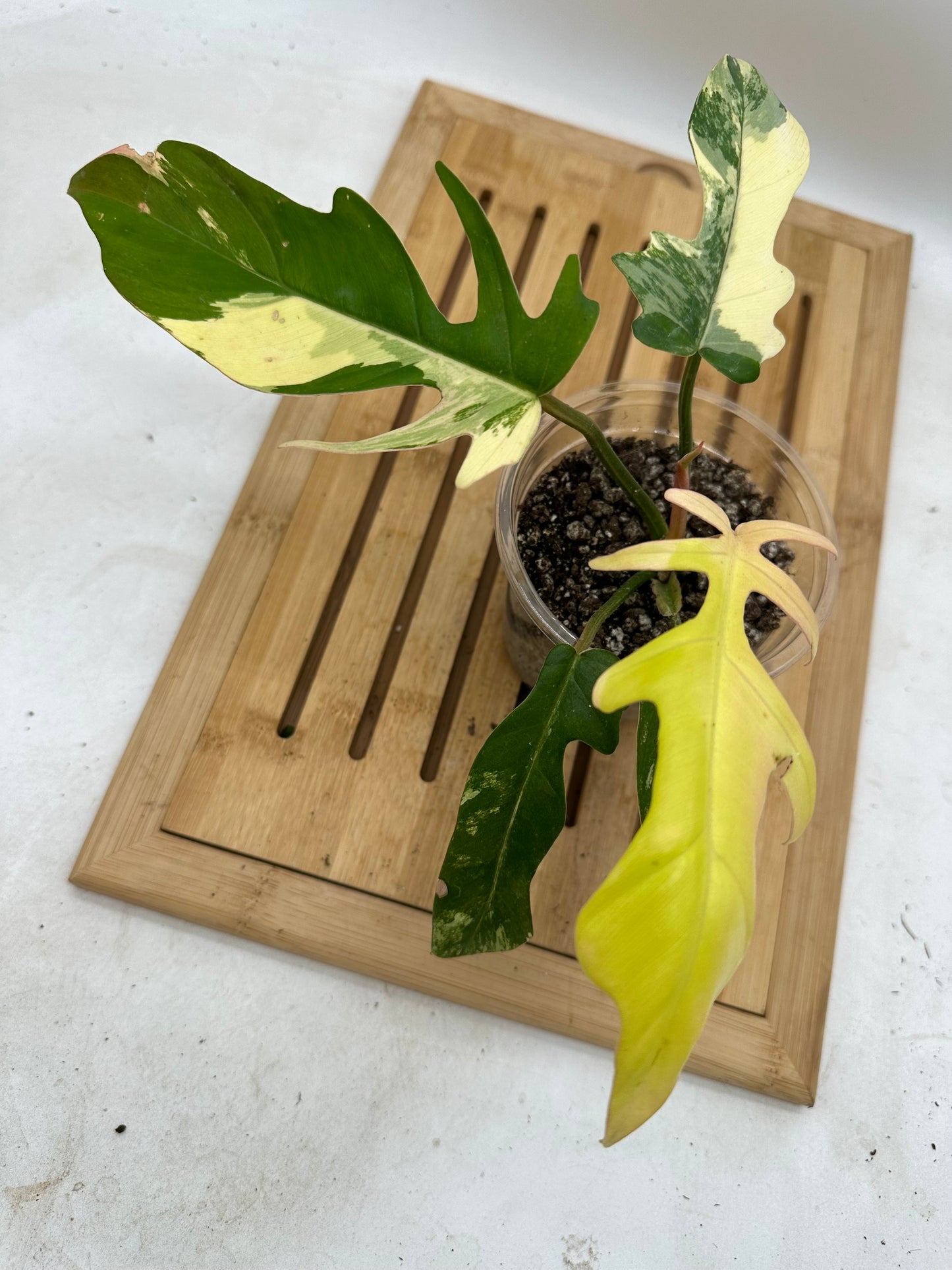Long Weekend Sales 🐣🐇- Philodendron Flobe x Tortum Variegated