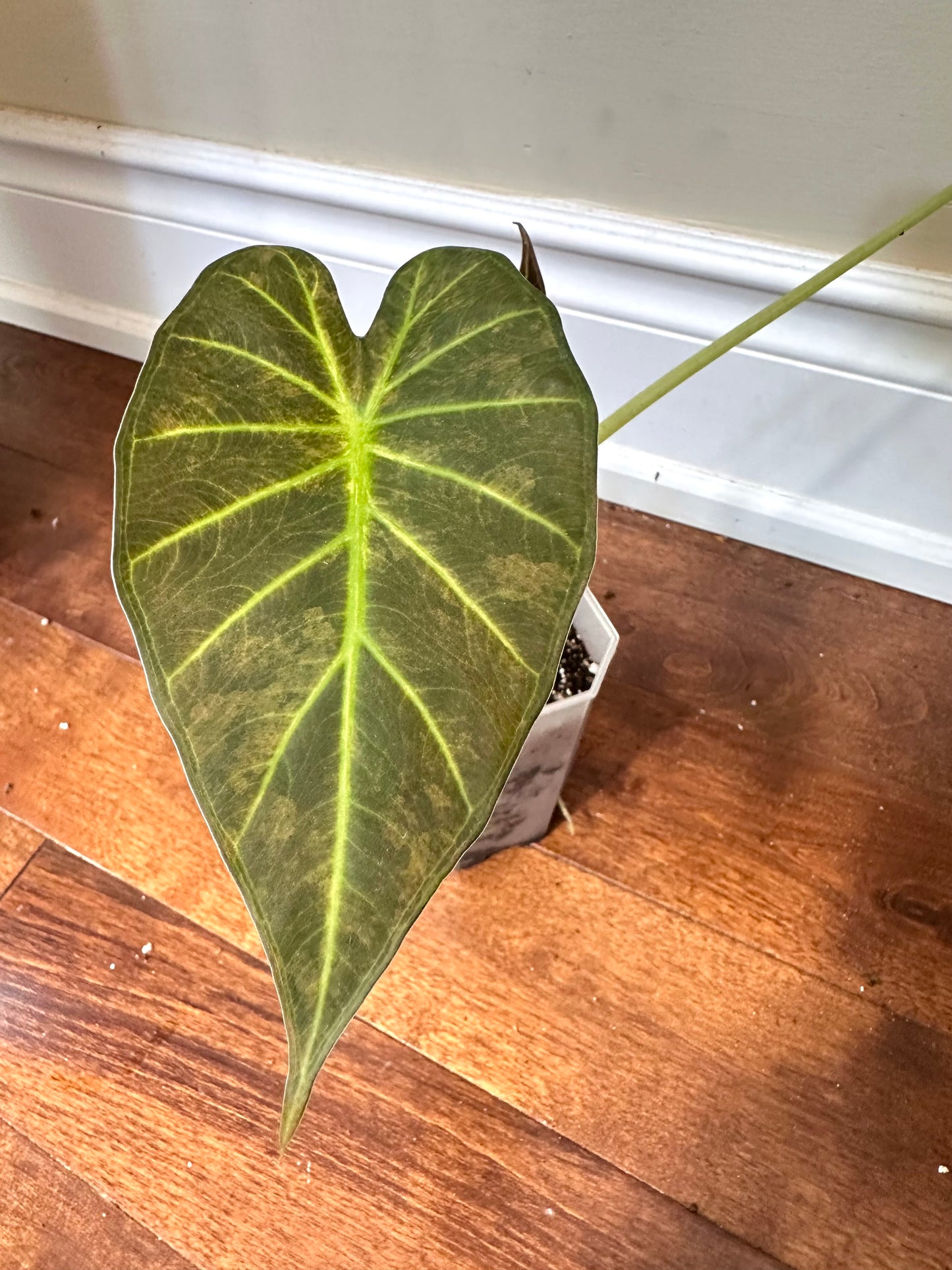 Alocasia Regal Shields Aurea Variegated - Labour Day Sale ❤️🔥