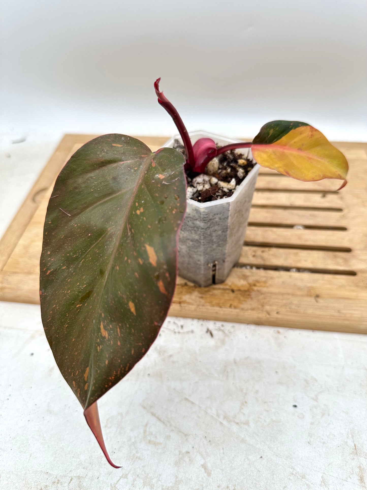 Philodendron Orange Princess Variegated