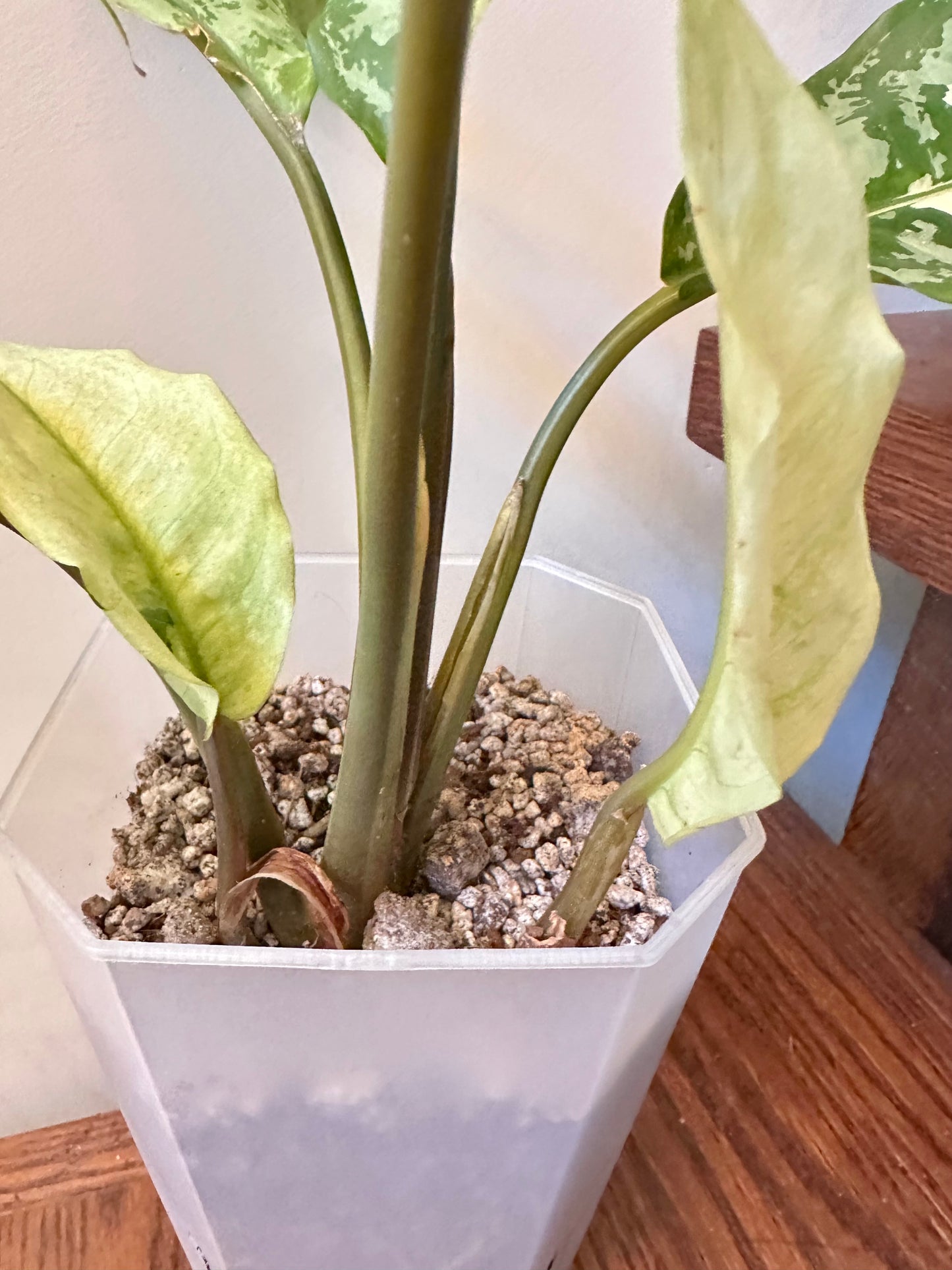 Aglaonema Manila Pride Variegated - 3 Growths, Good Size