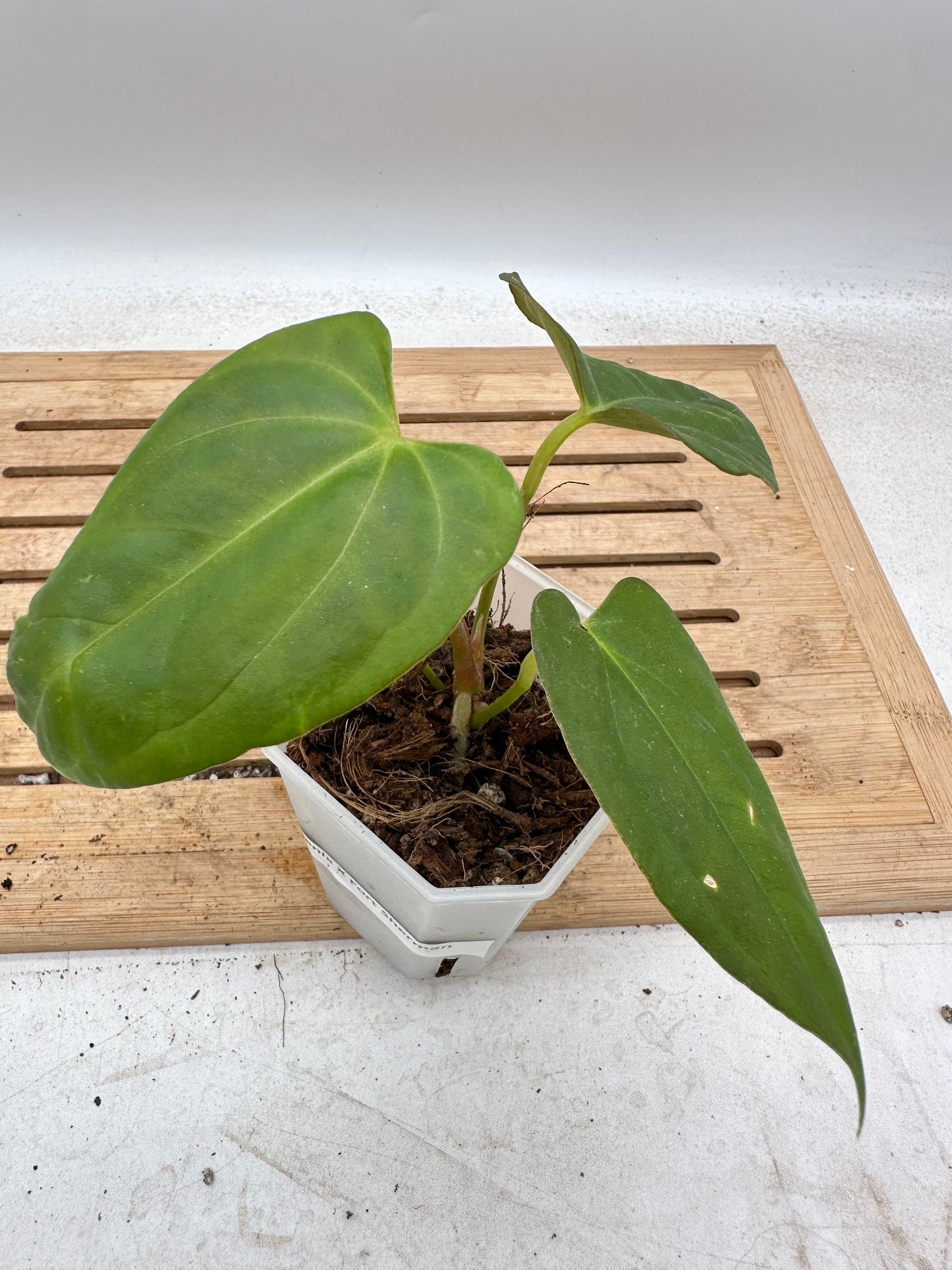 Anthurium Dark Phoenix X Fort Sherman - Thanksgiving Sale 💚