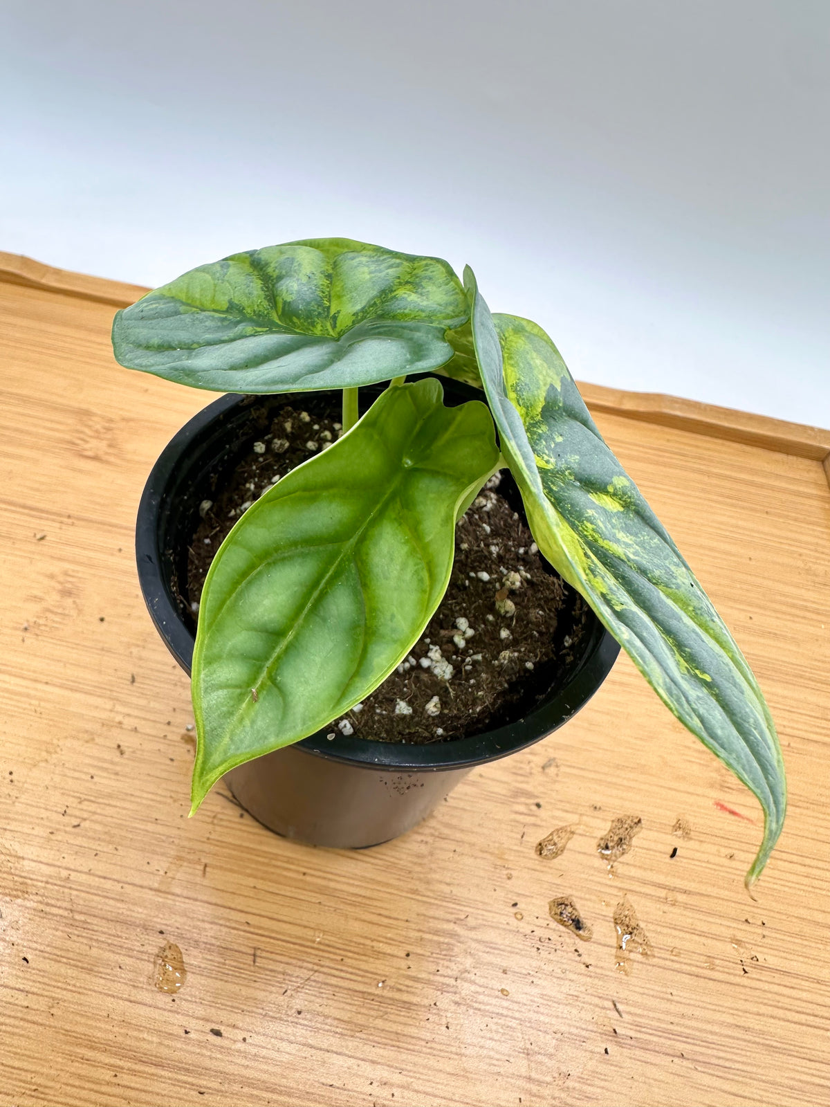 Alocasia Silver Dragon Aurea Variegated