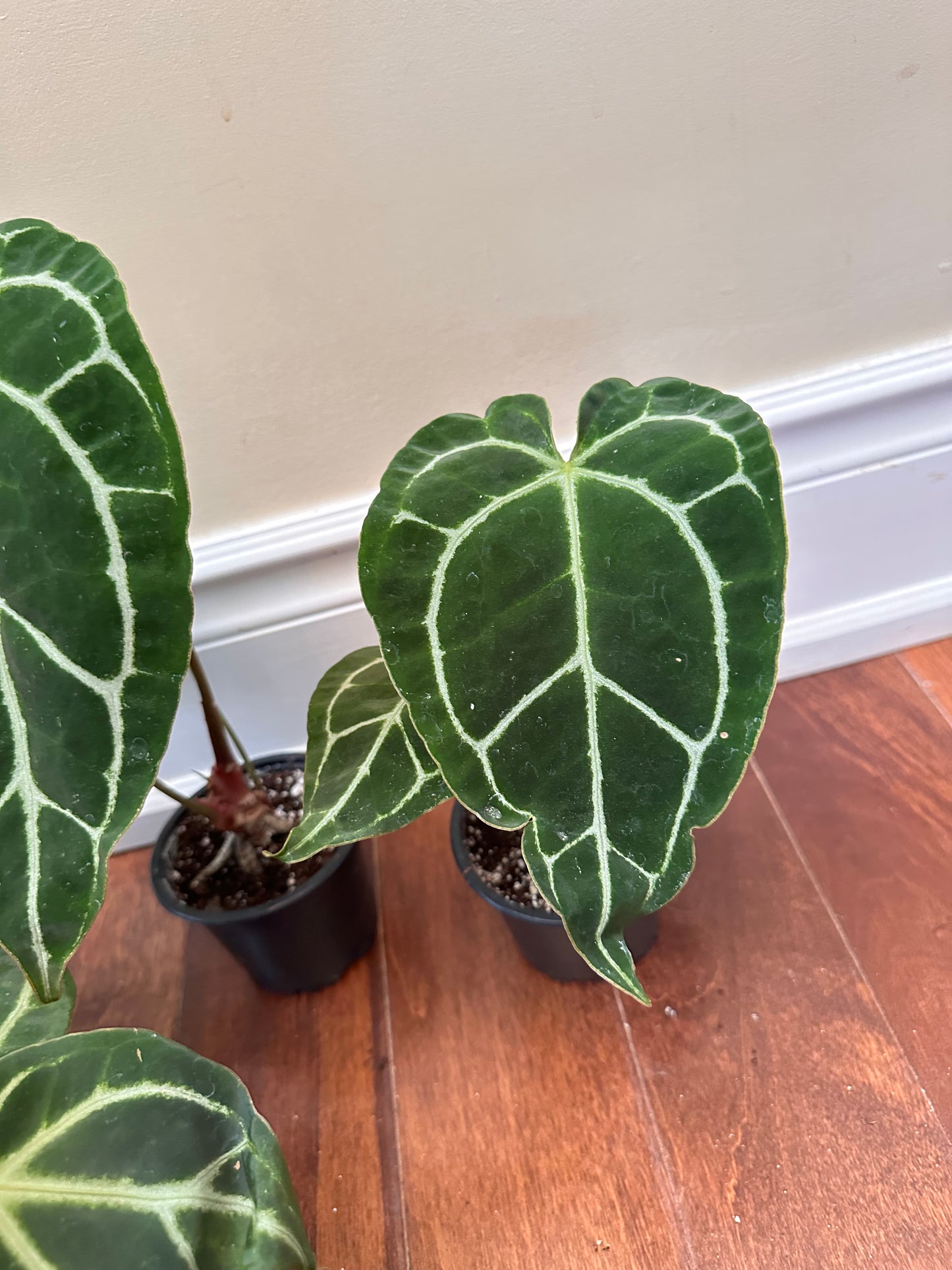 Anthurium Crystallinum ‘Turtle’ - Labour Day Sale