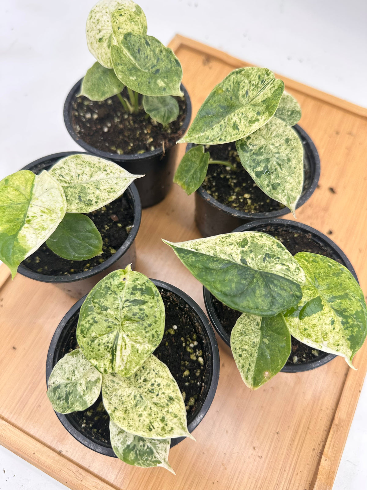 *October Sale - Alocasia Dragon Scale Mint Variegated 🐉