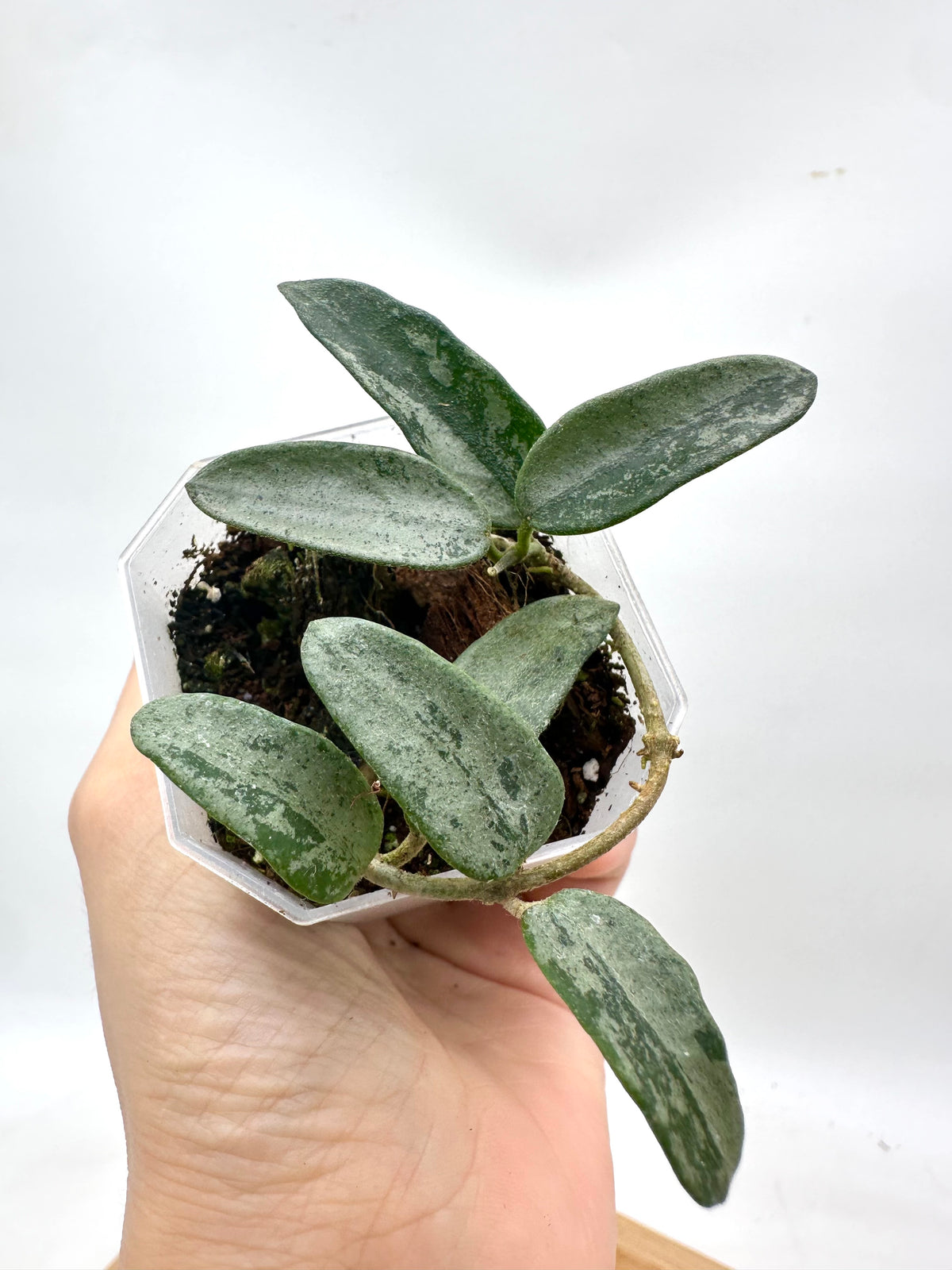 Hoya Lima Silver