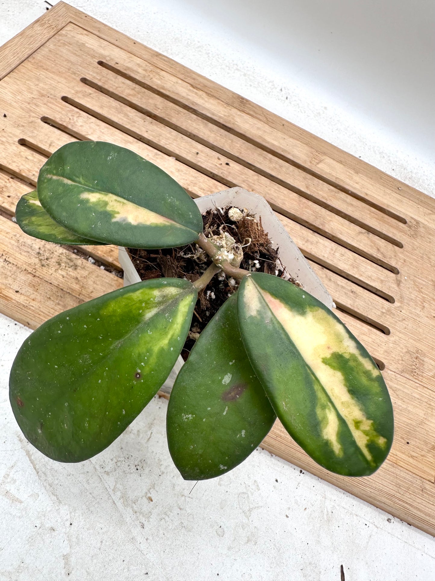 Hoya Diversifolia Maharini Variegated - Multiple growths - Thanksgiving Sale 💚
