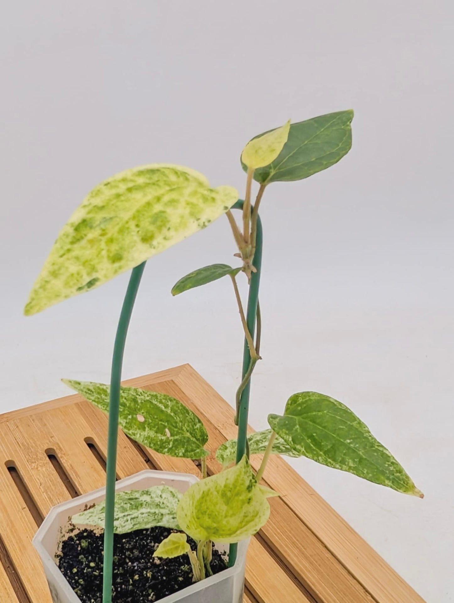 Piper Macropiper Variegated - Multiple Growths