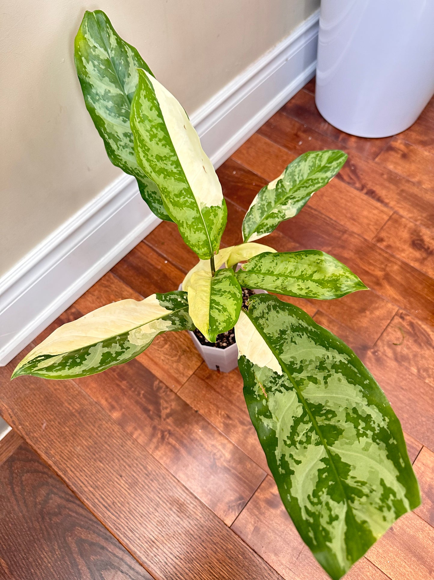 Aglaonema Manila Pride Albo - Multiple plants in pot - August Sale