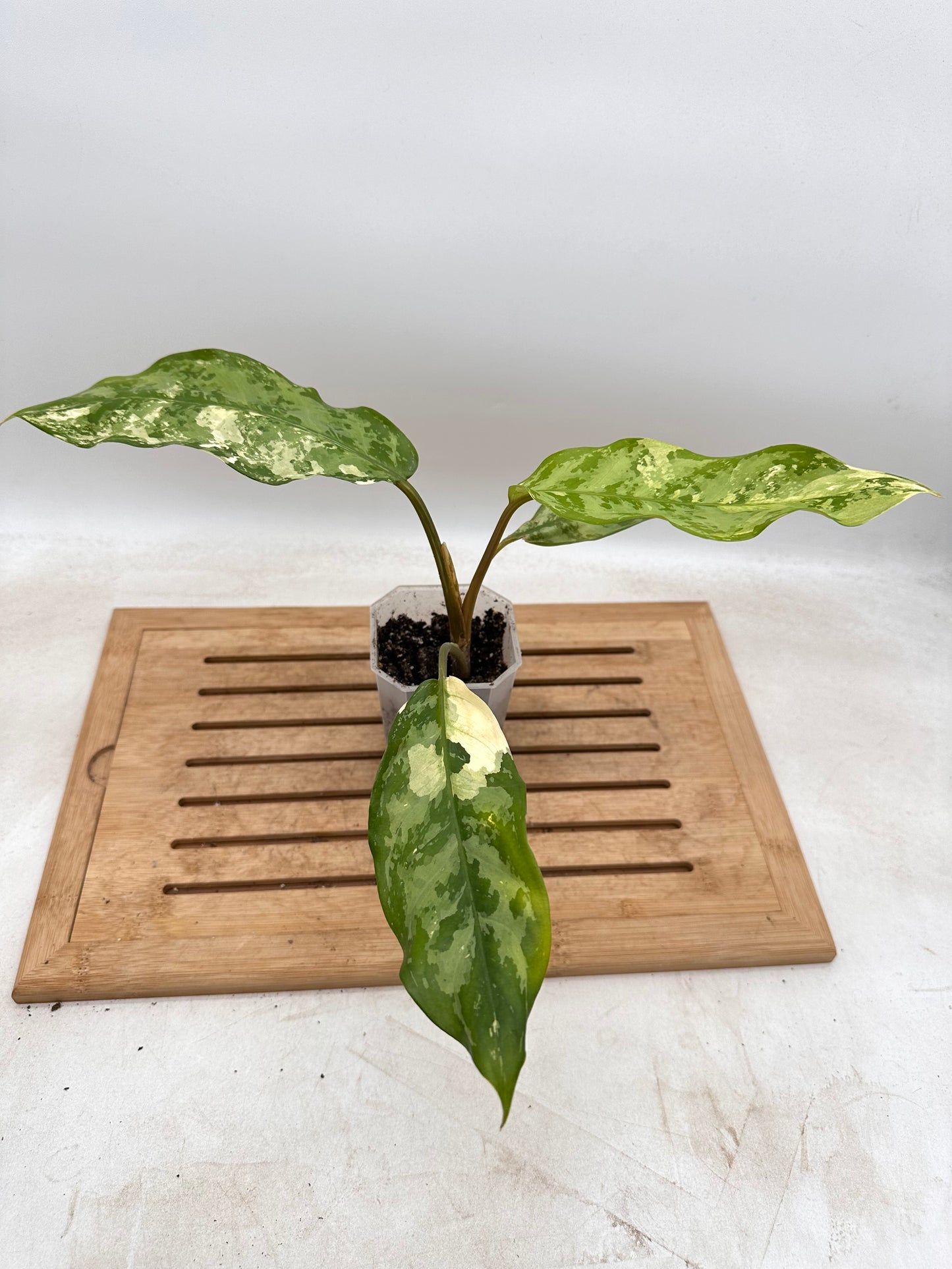Aglaonema Manila Pride Variegated