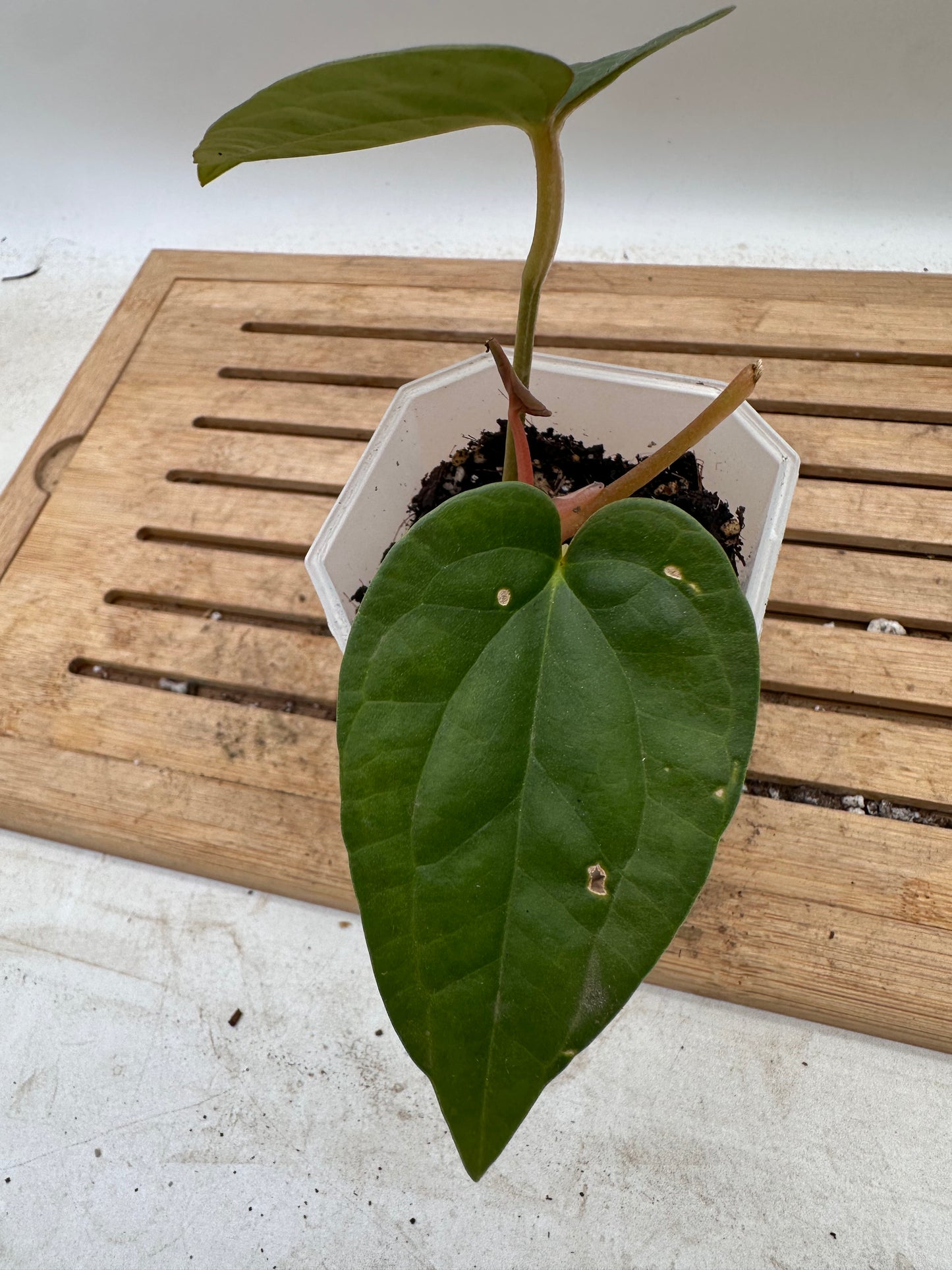 Anthurium Fort Sherman x Luxurians - Thanksgiving Sale 💚