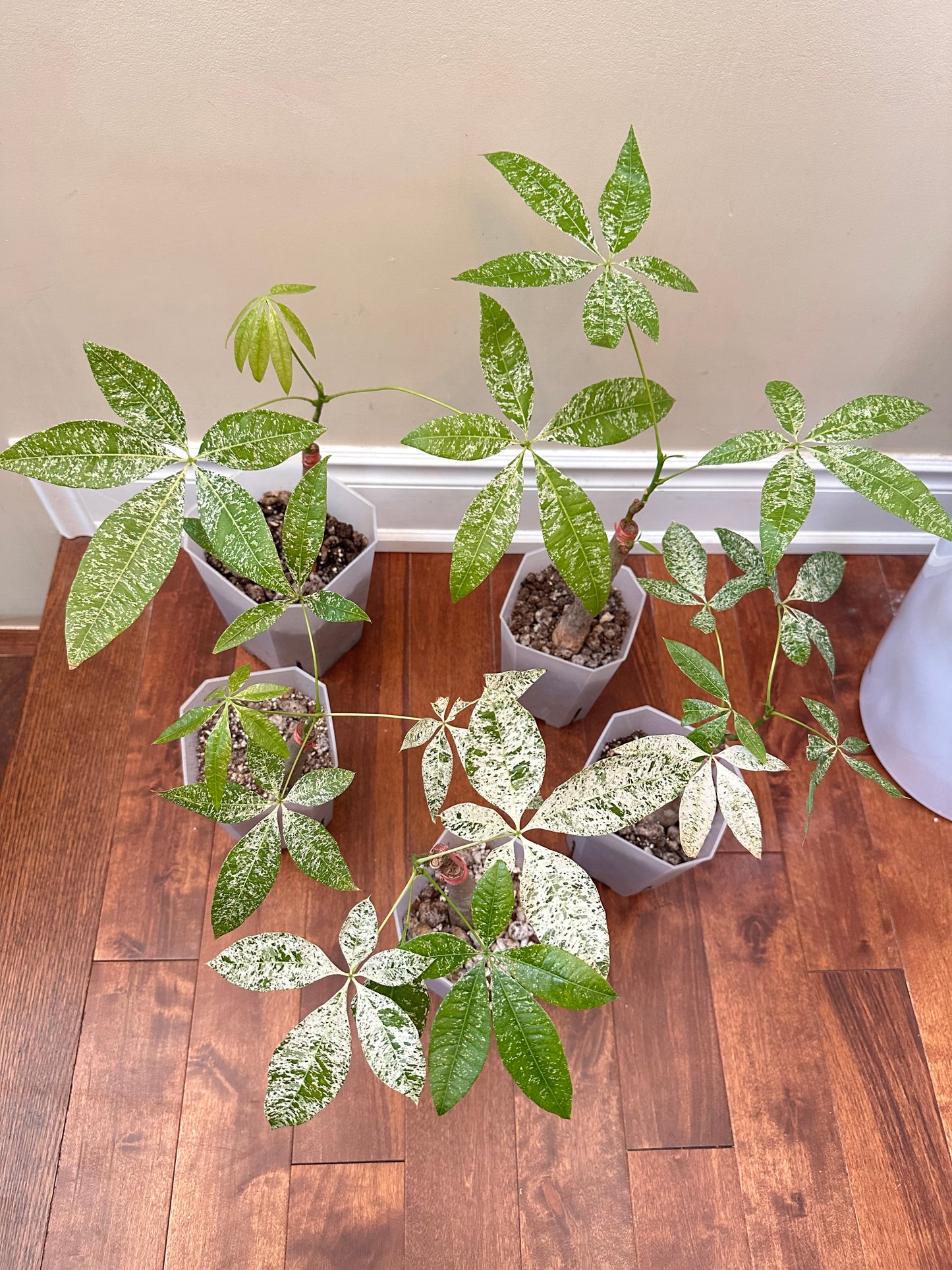 Variegated Money Tree - Thanksgiving Sale ❤️🔥