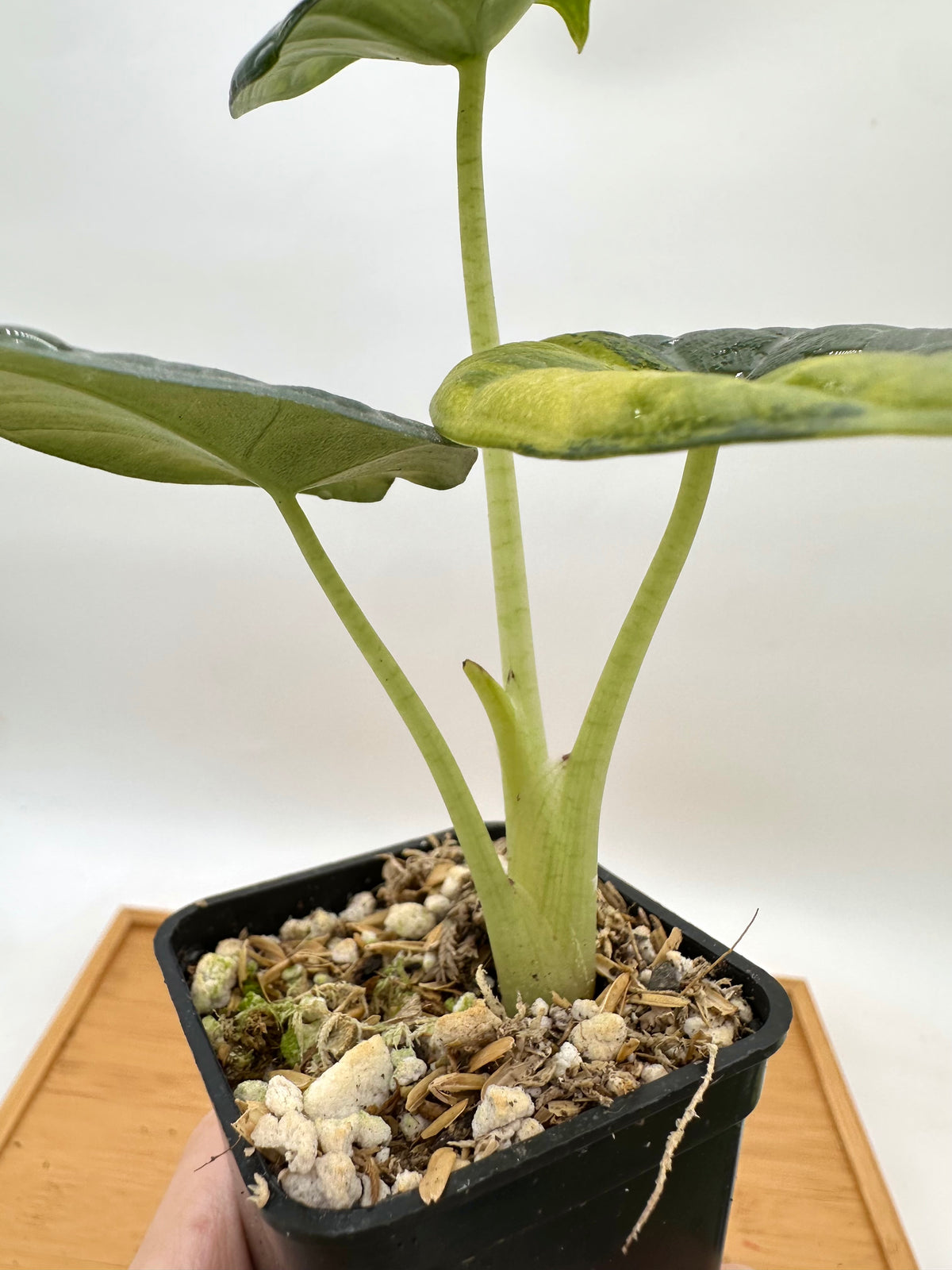 Alocasia Maharini Golden Lime Variegated