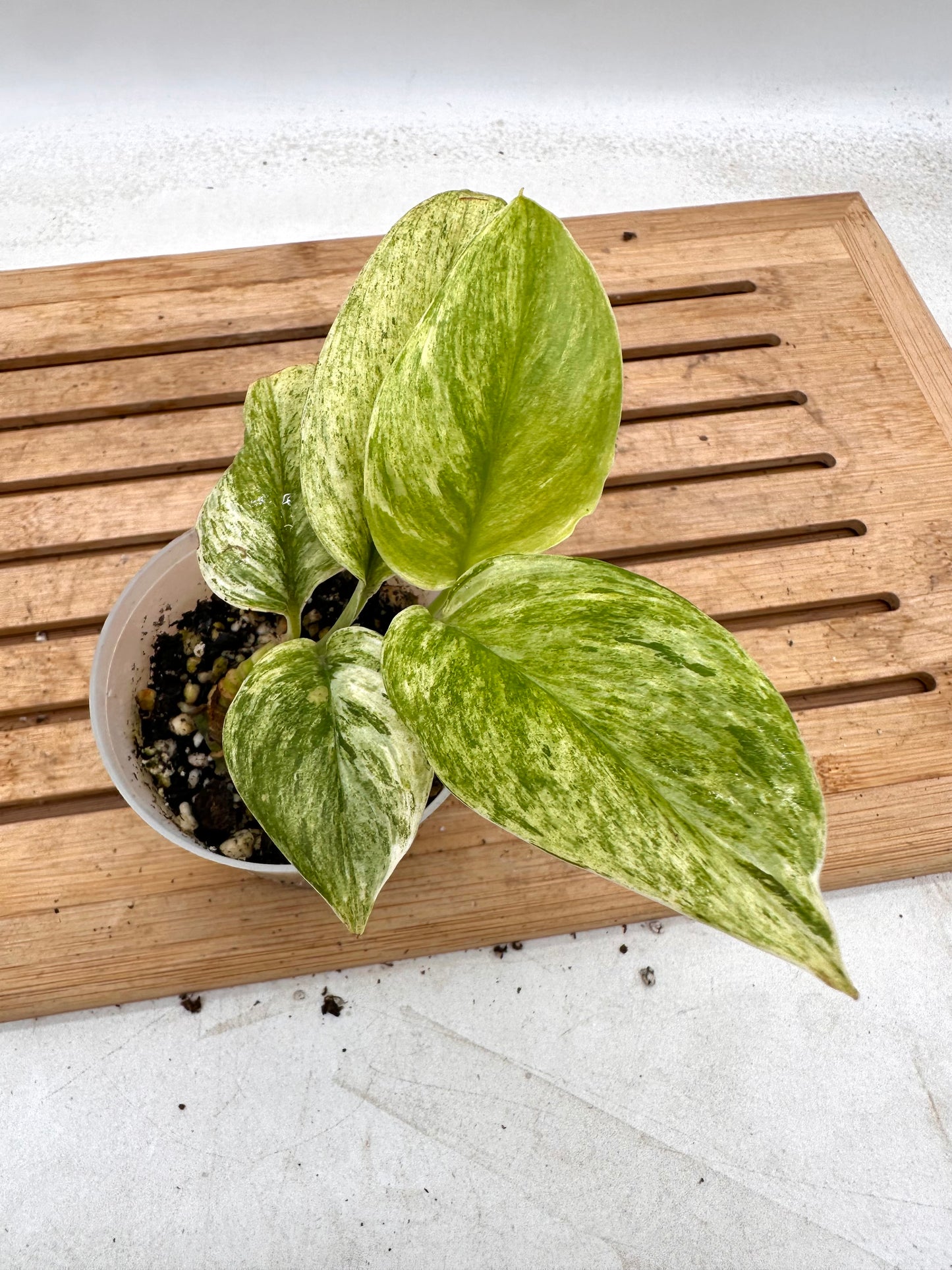 Scindapsus Super Star