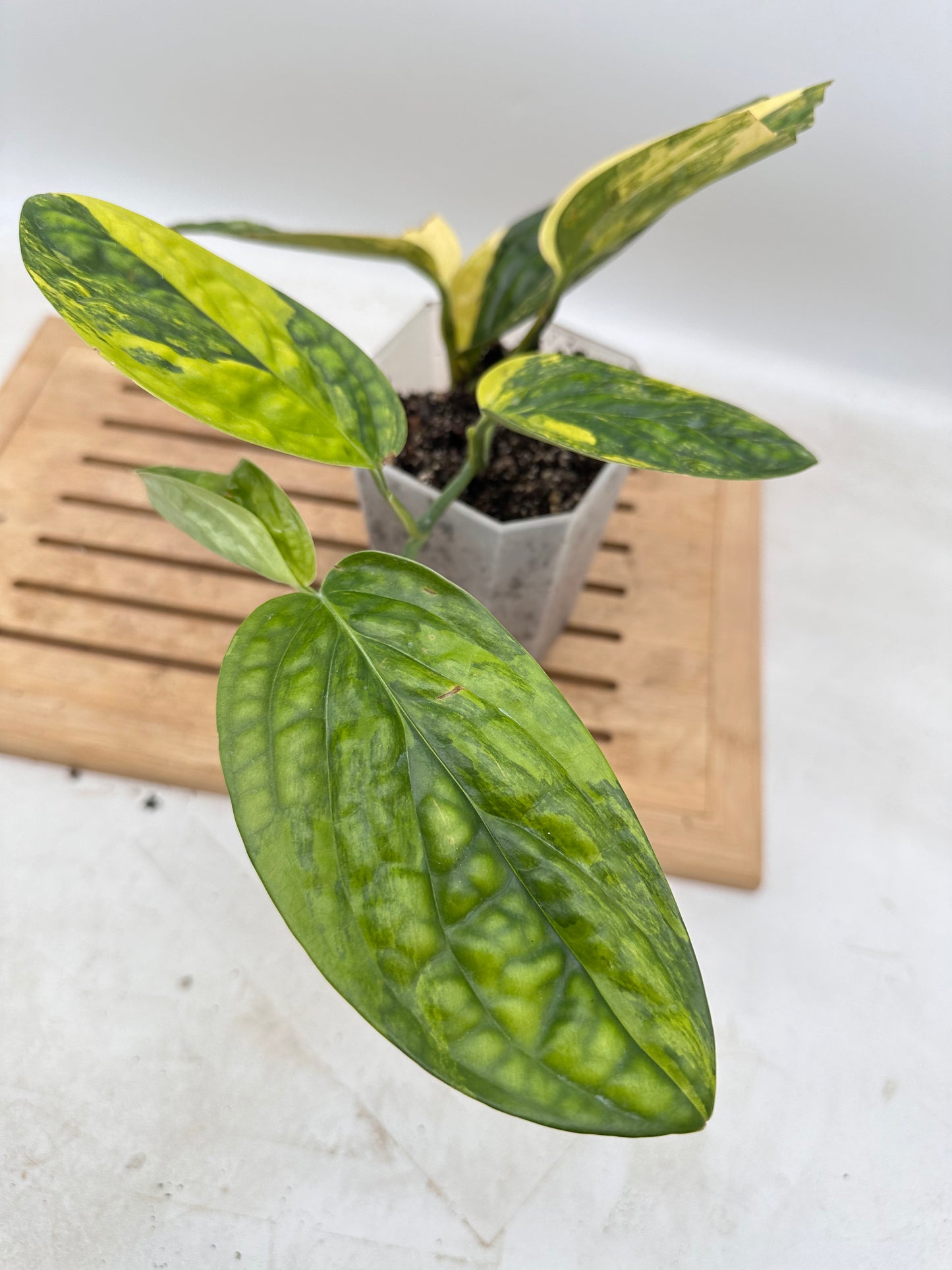 Monstera Peru Variegated