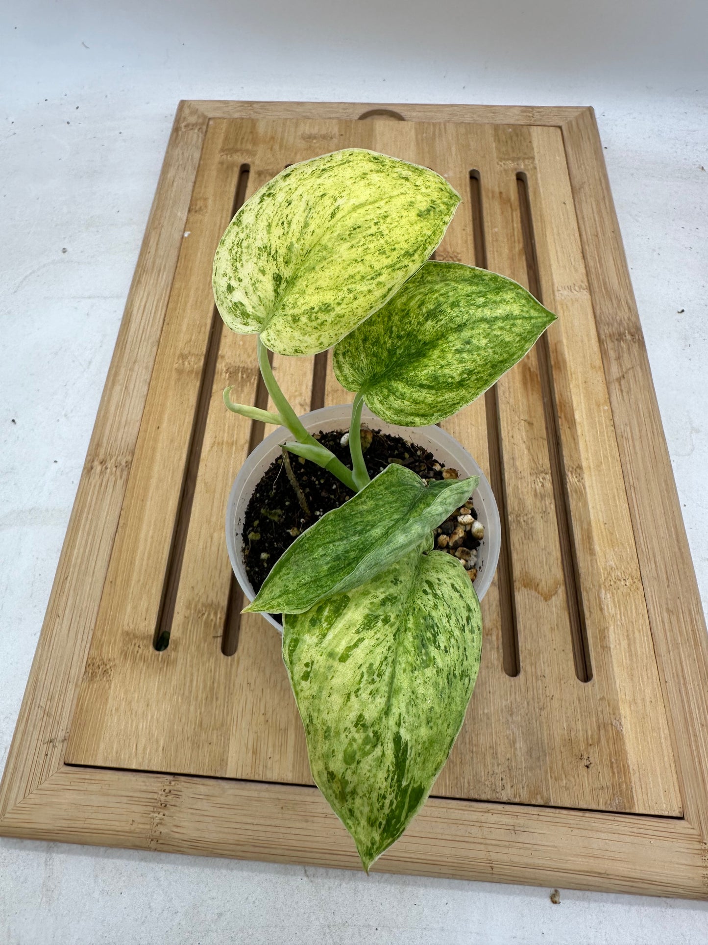 Scindapsus Marble Queen Variegated