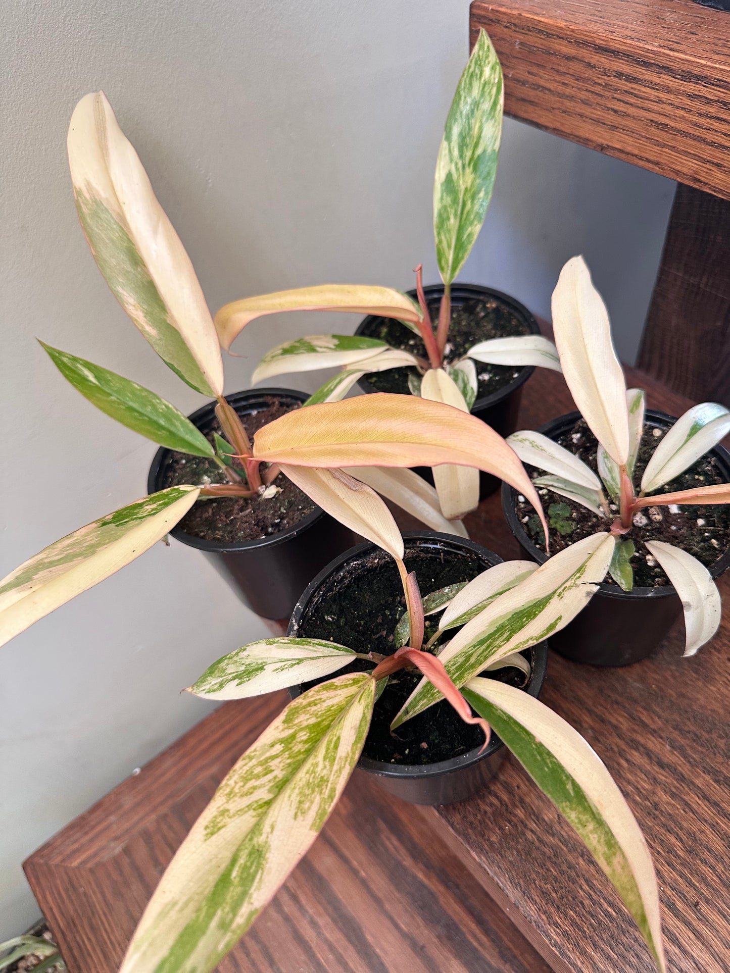 Philodendron Caramel Marble - Locally Nursery Grown