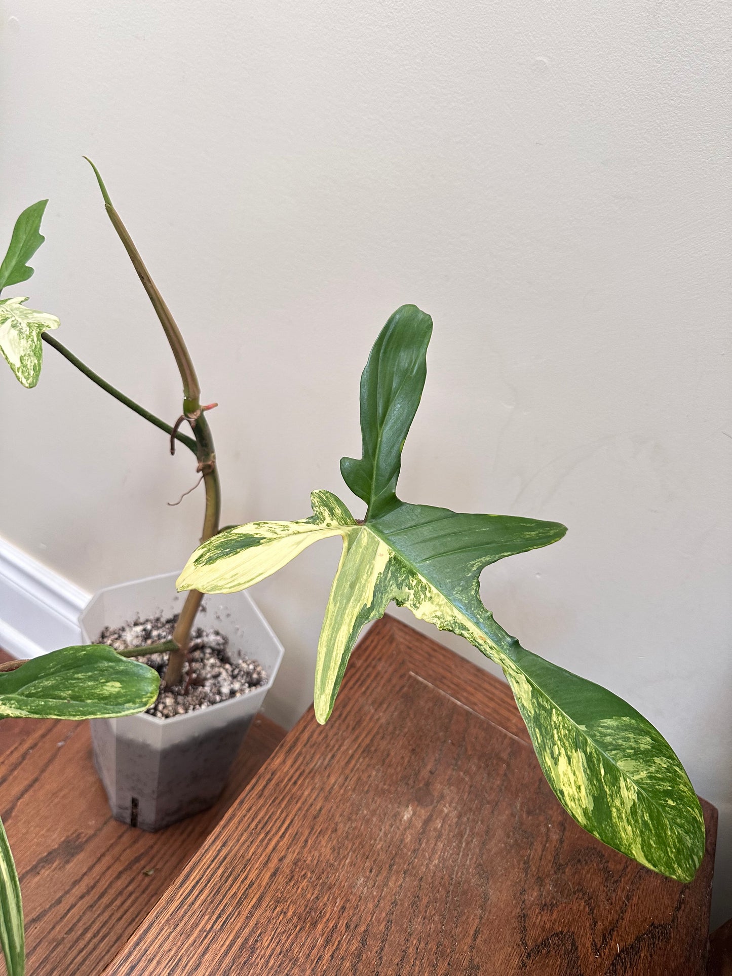Philodendron Florida Beauty Variegated