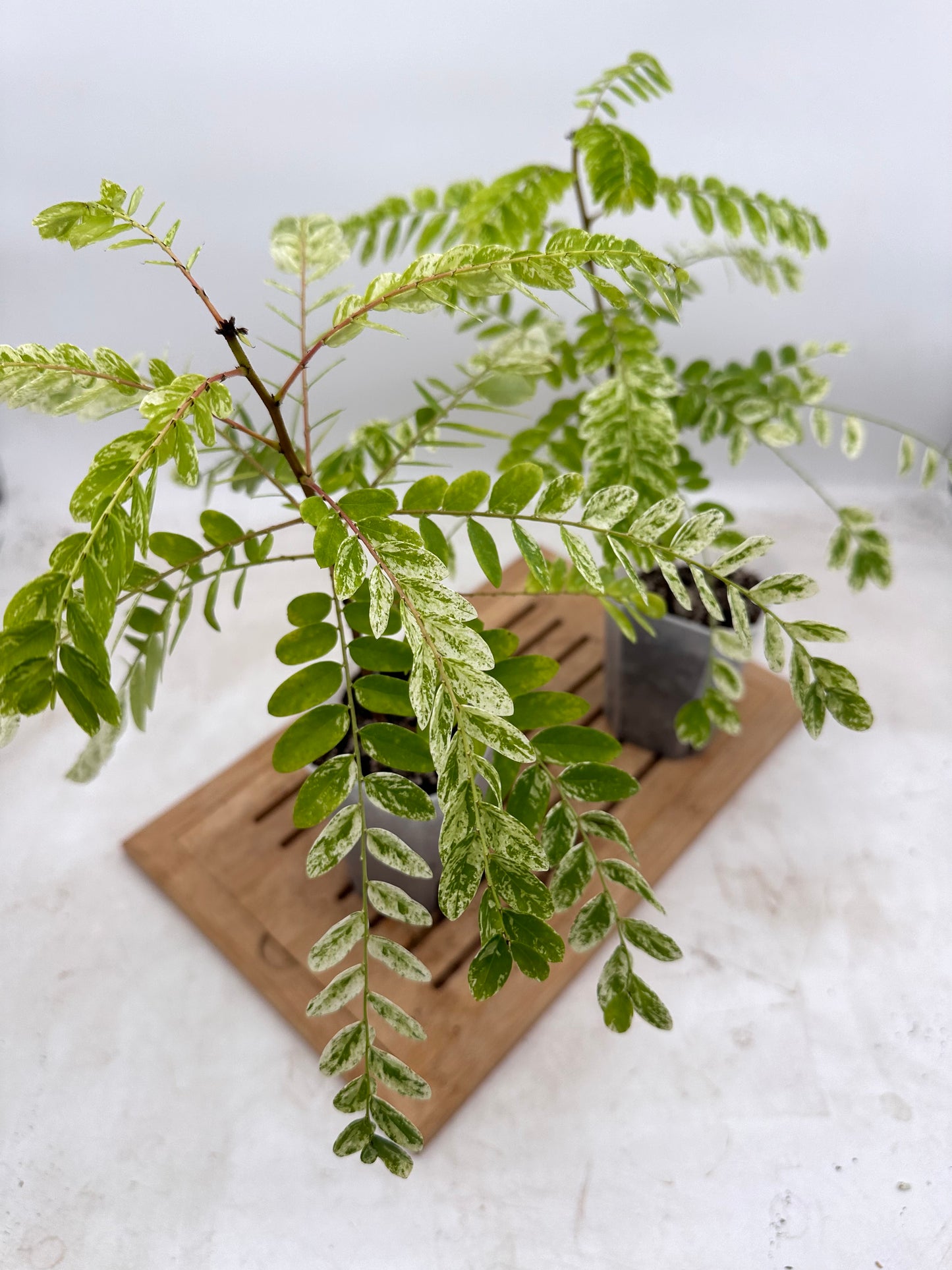Phyllanthus Pulcher Variegated - Size M
