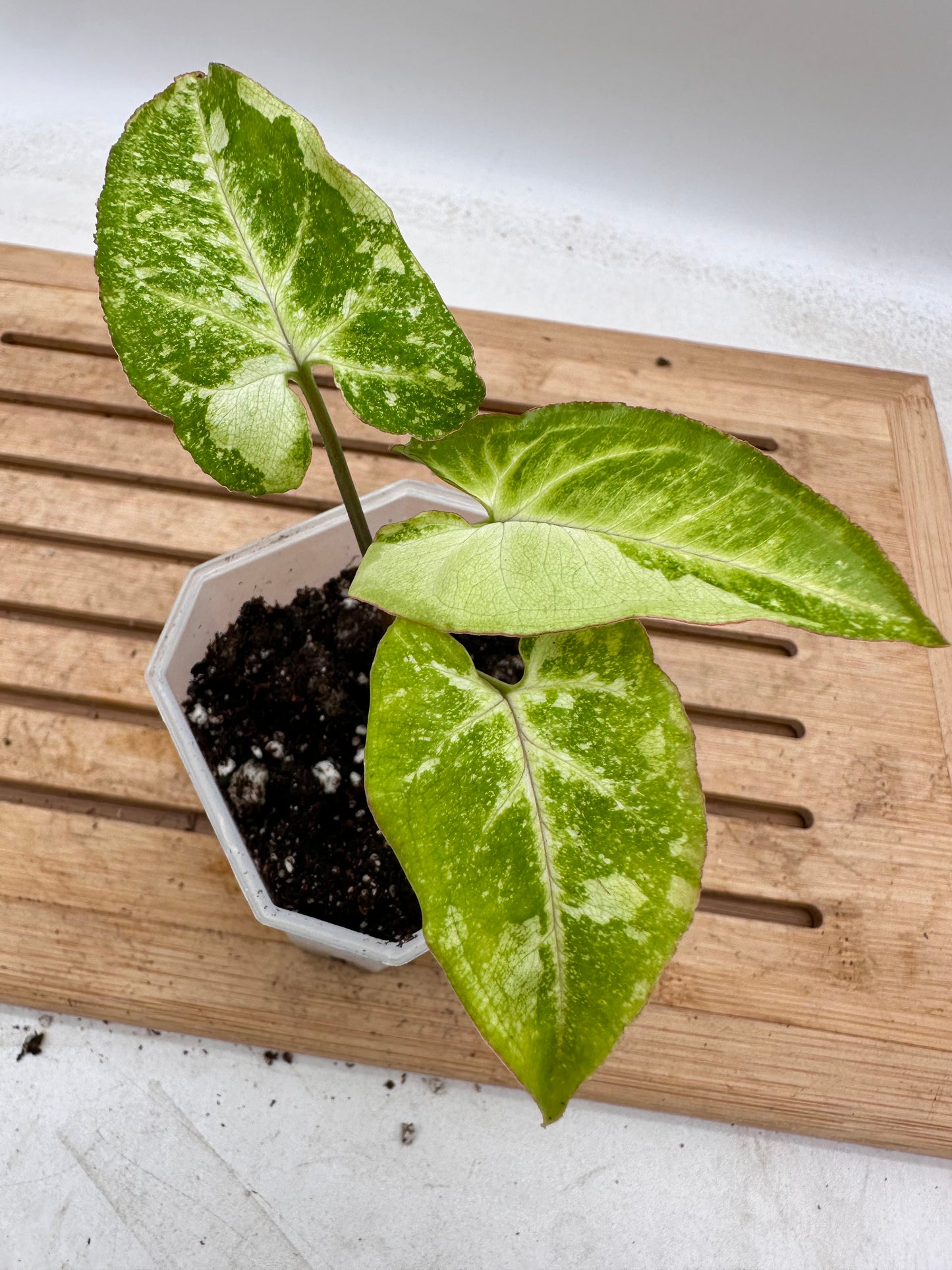 Syngonium Panda Galaxy