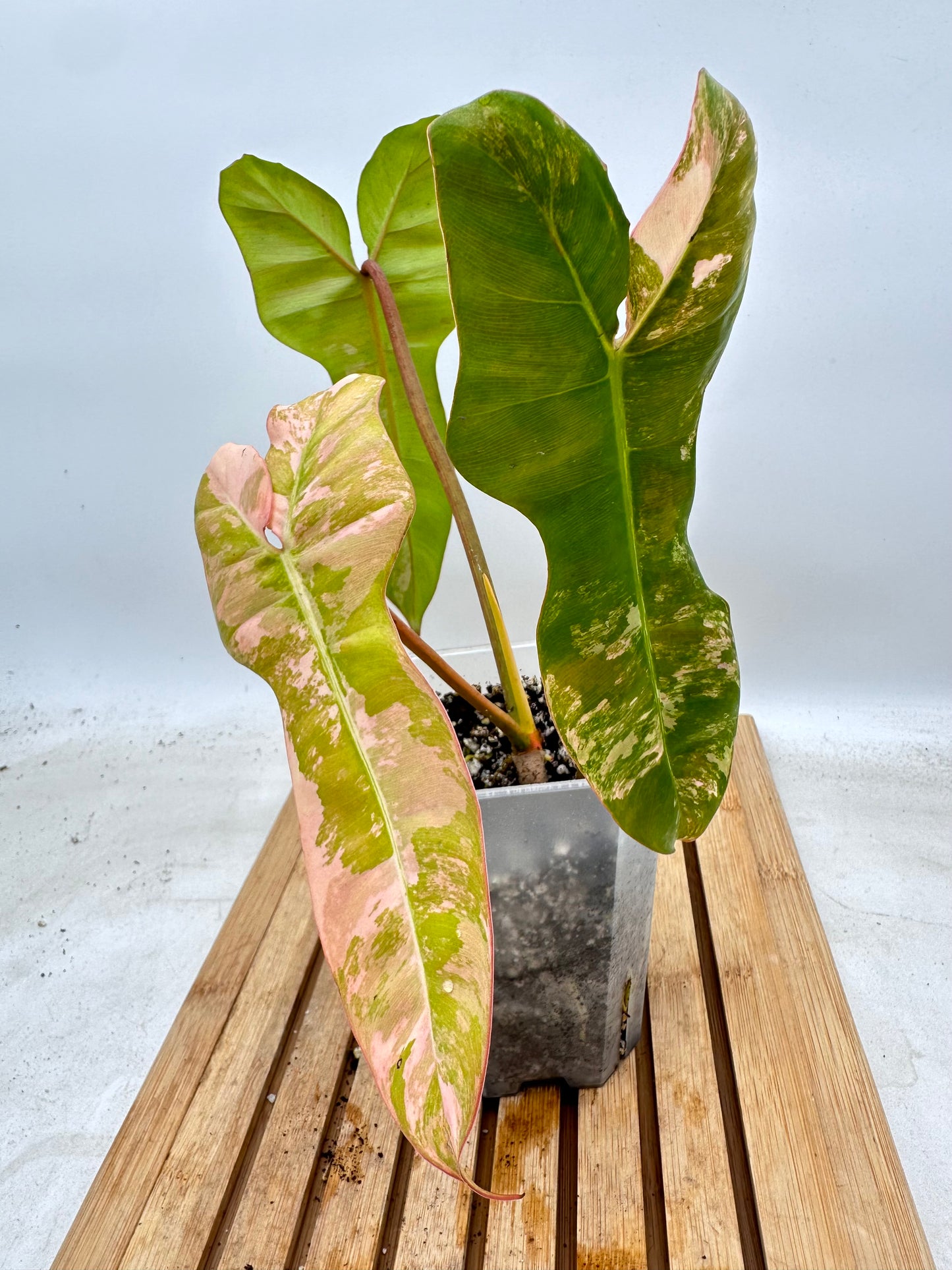 Philodendron Black Billietiae x FB Variegated - August Sale