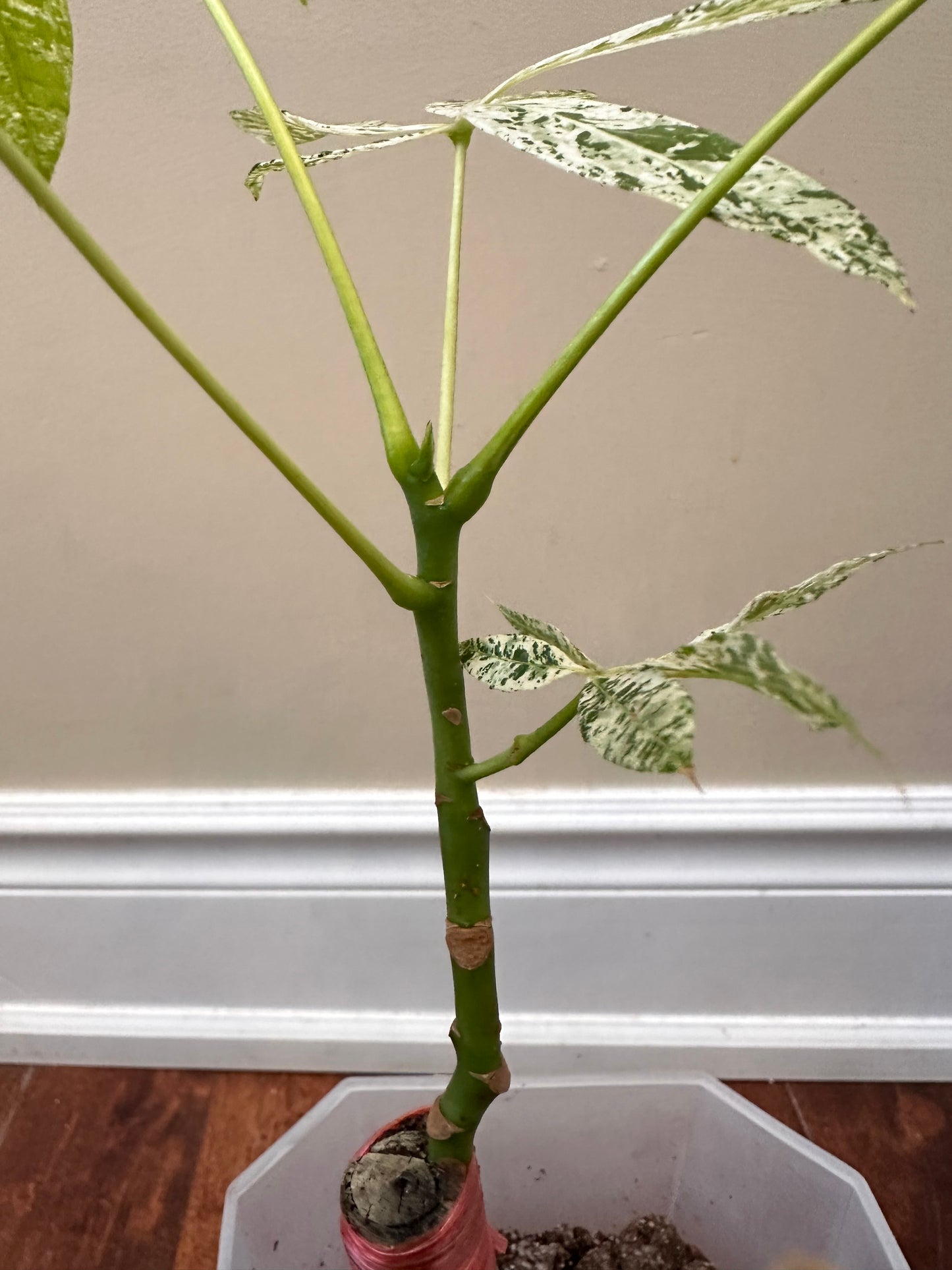 Variegated Money Tree E - August Sale