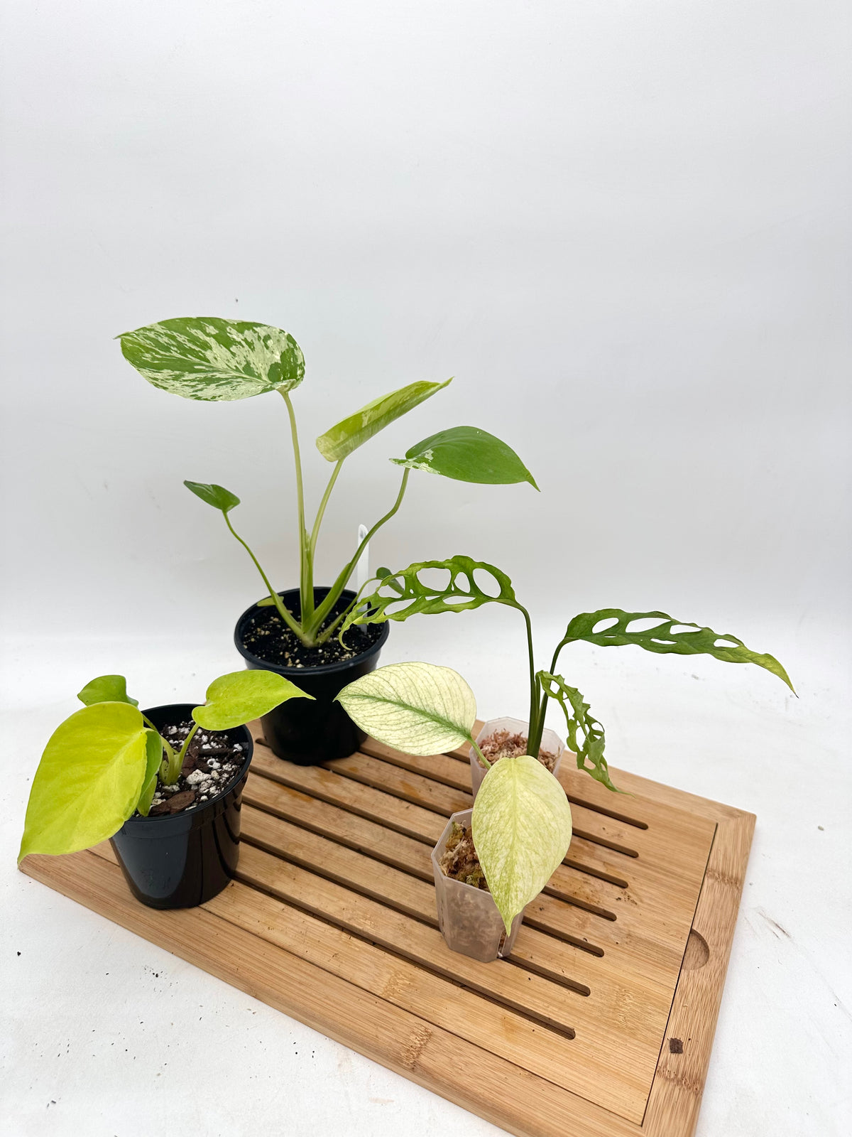 *Bundle Sale - Monstera