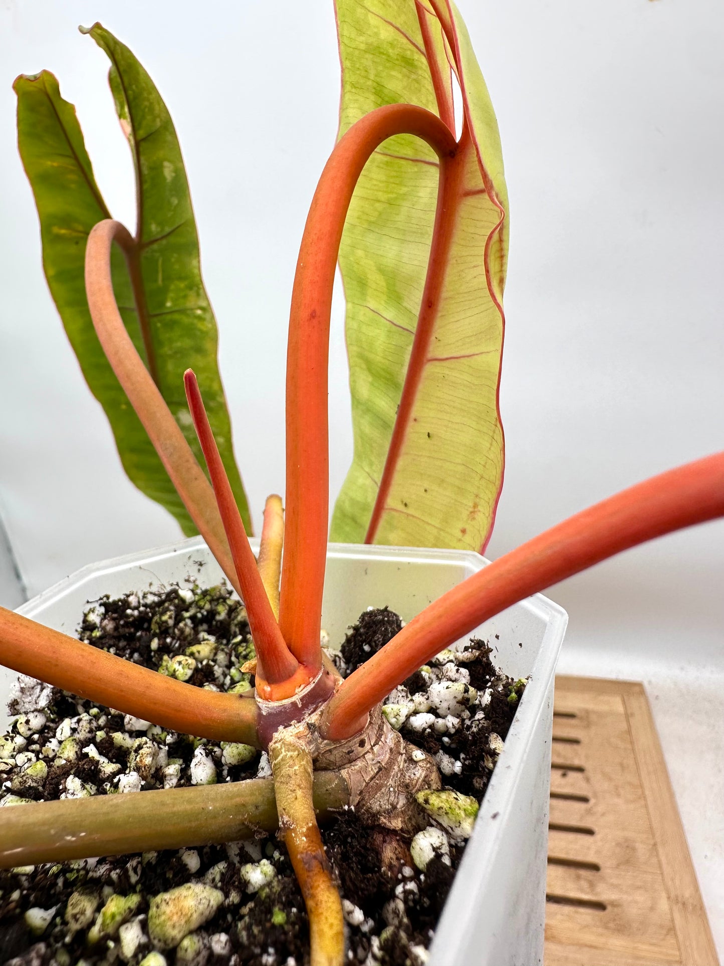 Philodendron Billiatiae Variegated