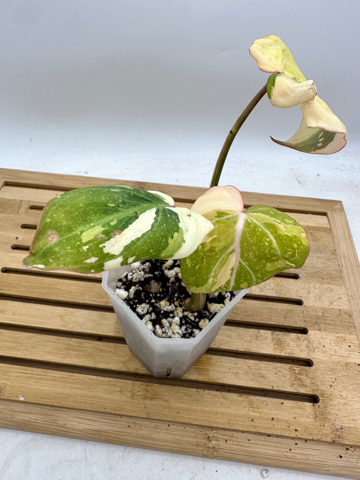 Pre Mother’s Day Sale - 🦄Philodendron Gloriosum Variegated