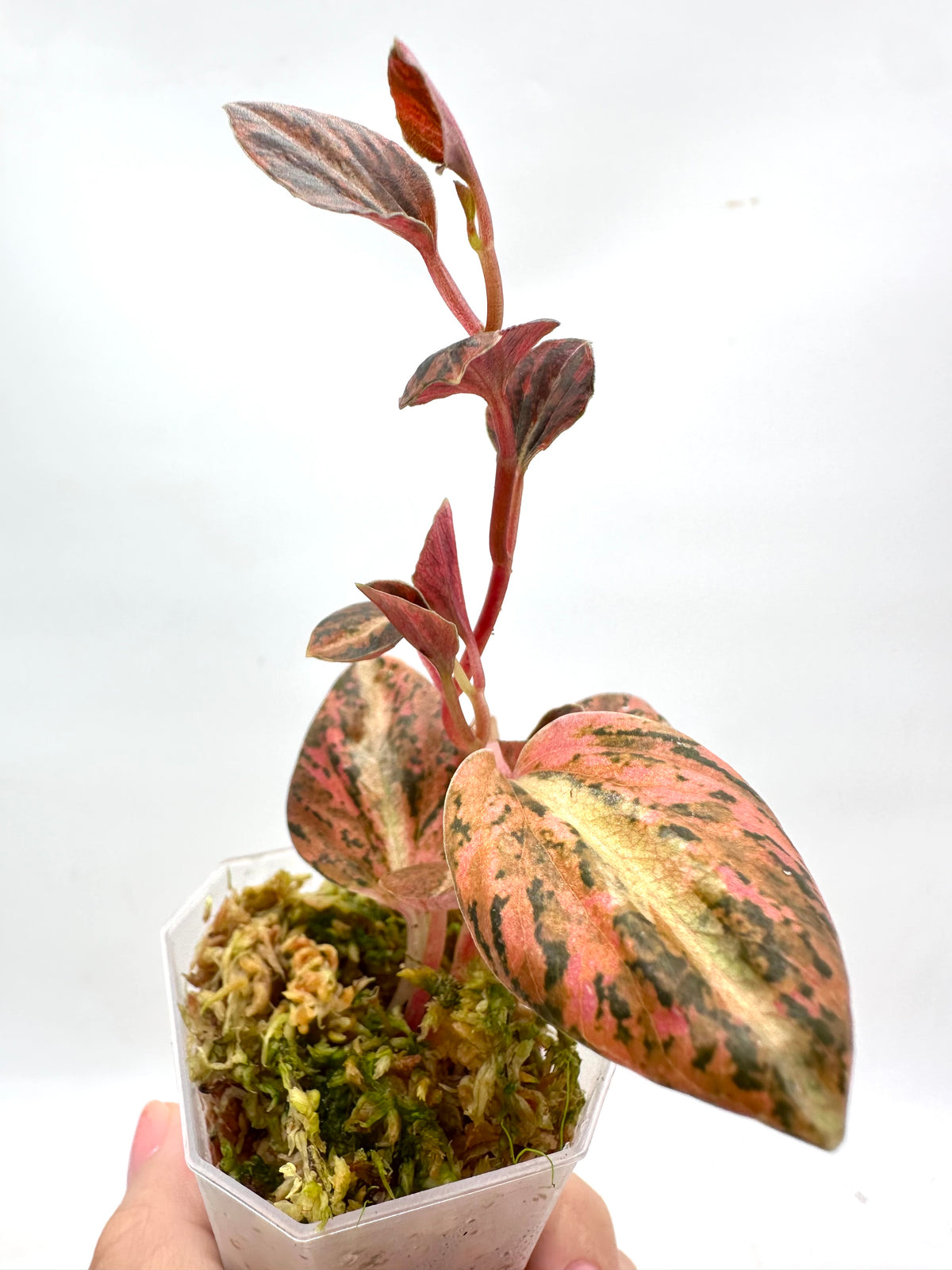 Peperomia Metallica Orange Variegated