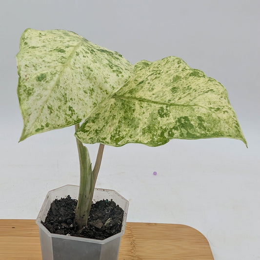 Alocasia Odora Batik