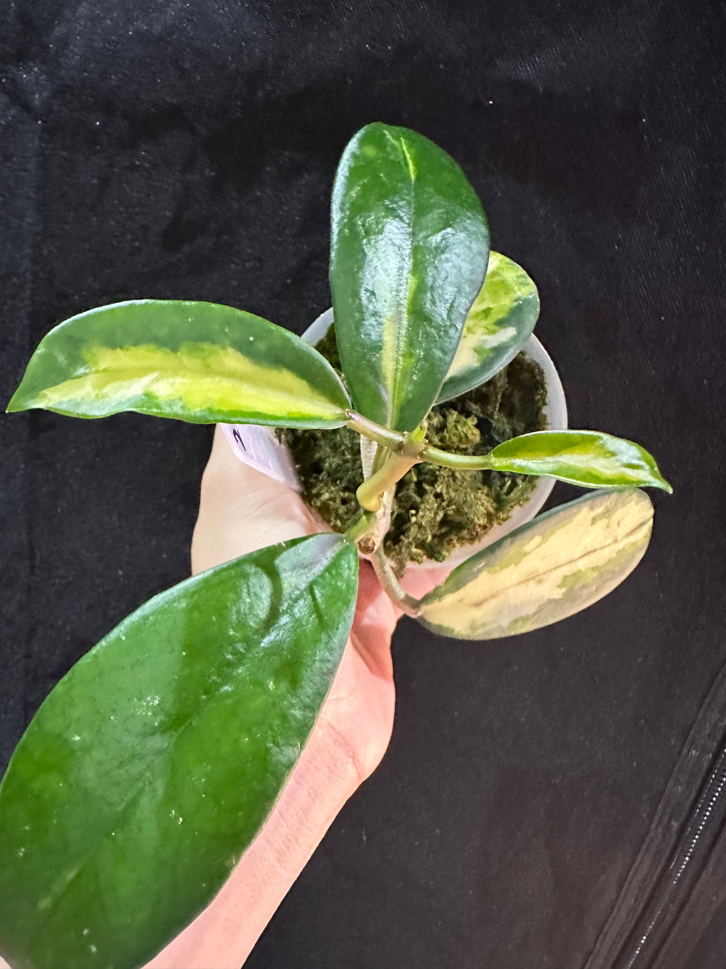 Hoya Diversifolia Maharini