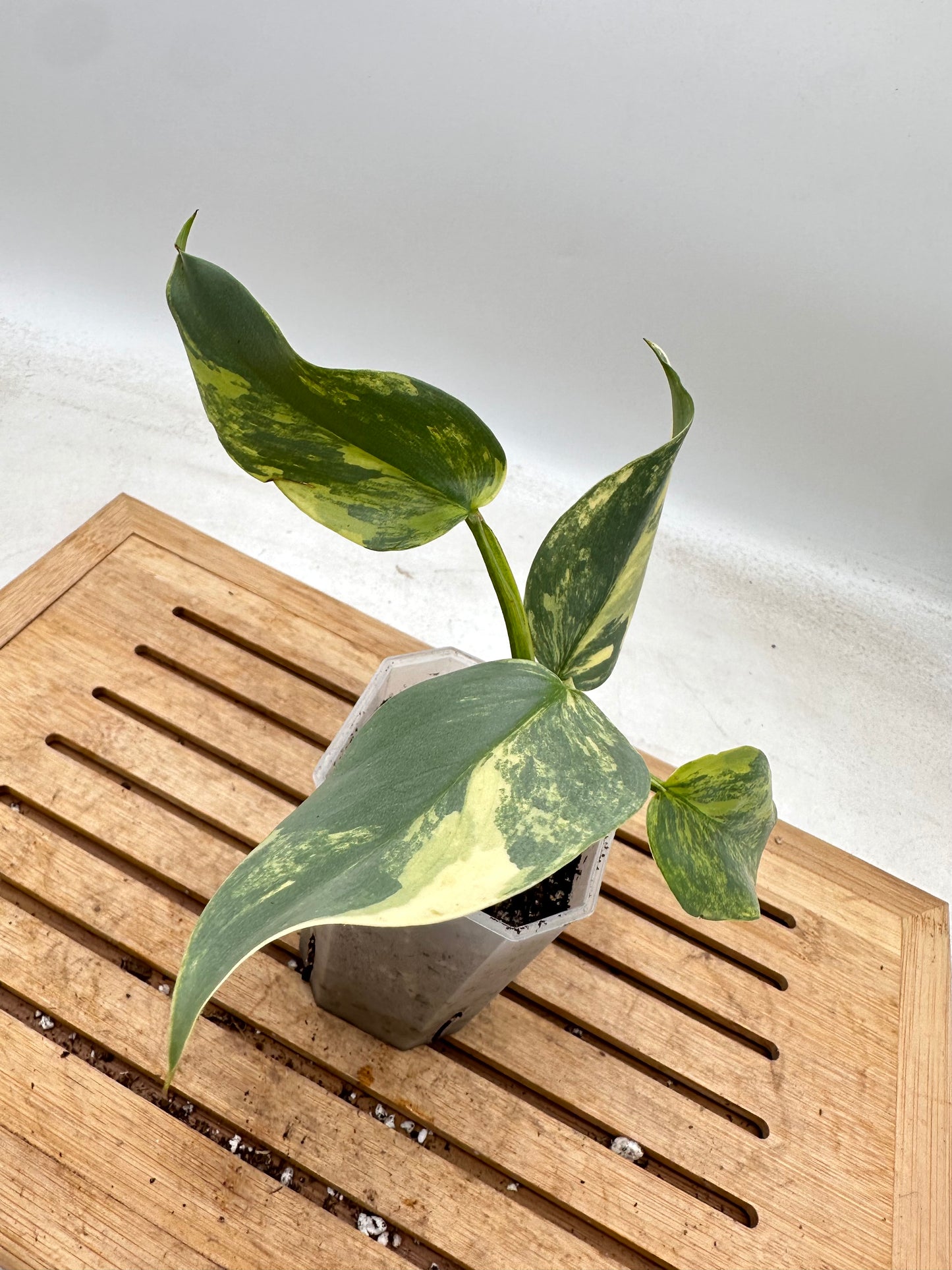 Philodendron Silver Sword Variegated - Labour Day Sale ❤️🔥