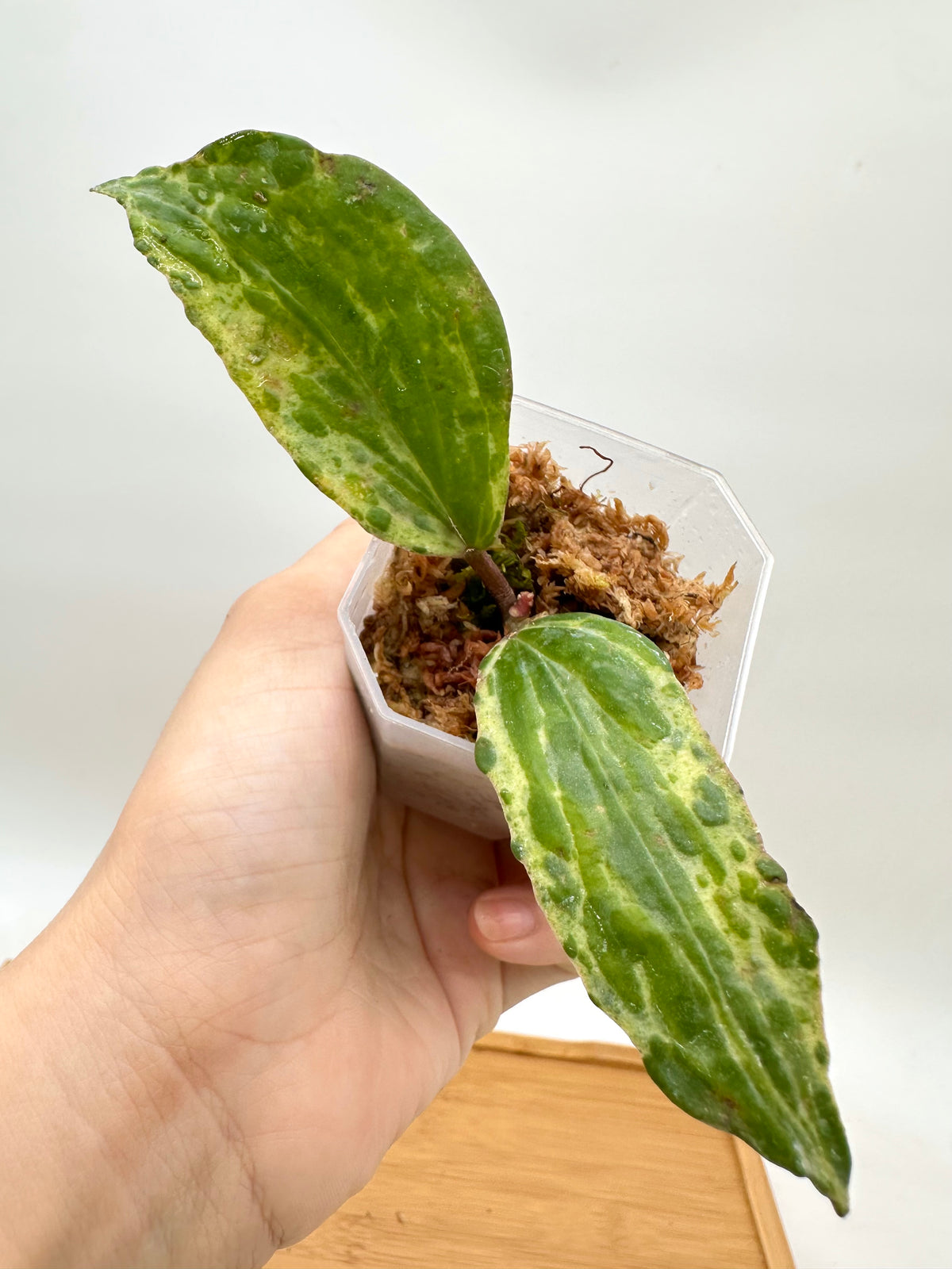 Hoya Crocodile - New Growth Activated