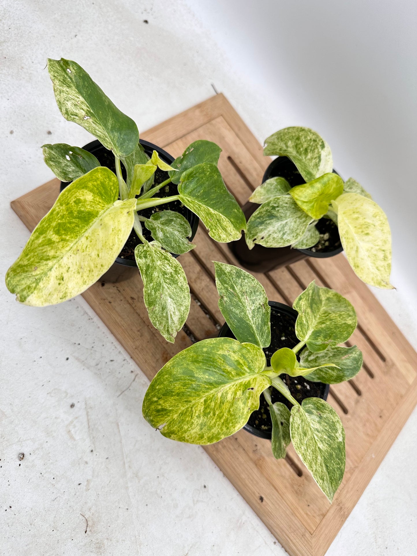Philodendron Giganteum Variegated ‘Blizzard’
