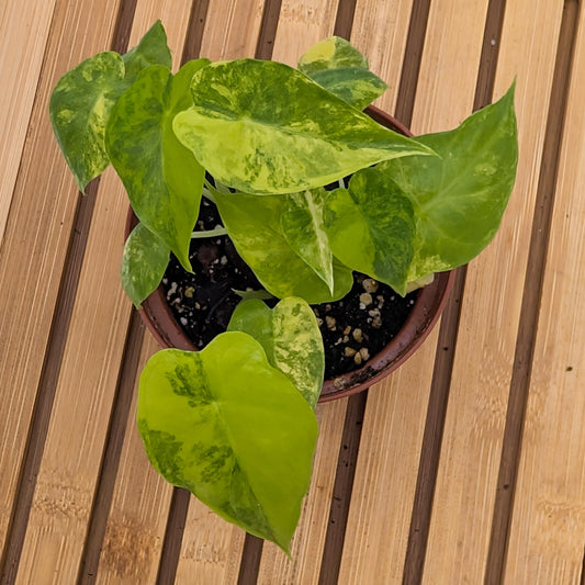 Alocasia Gageana Aurea Variegated